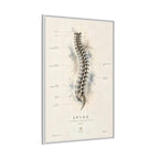 Anatomical Spine Wall Art | Luxury Vertebral Column Canvas Print | Museum-Inspired Fine Art