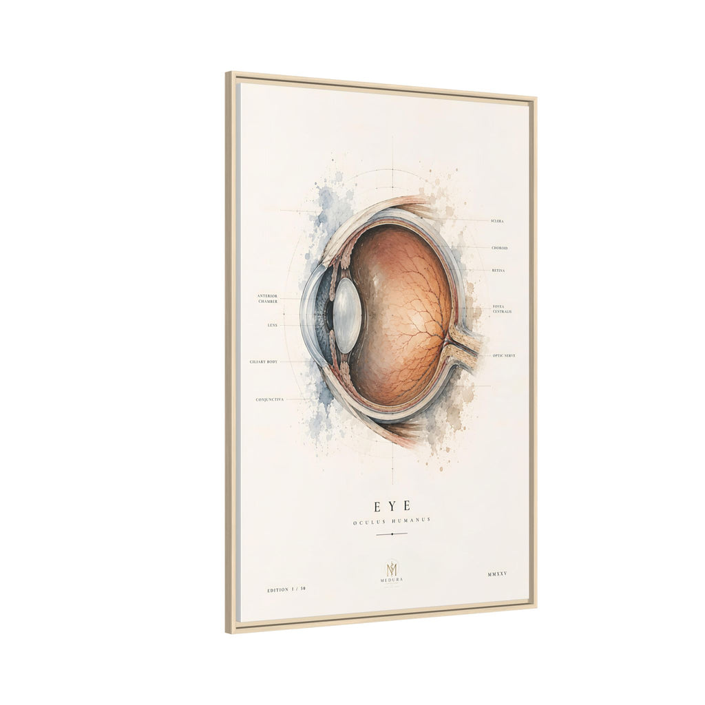 Anatomical Eye Canvas Print | Luxury Ophthalmology Wall Art | Museum-Inspired Medical Decor