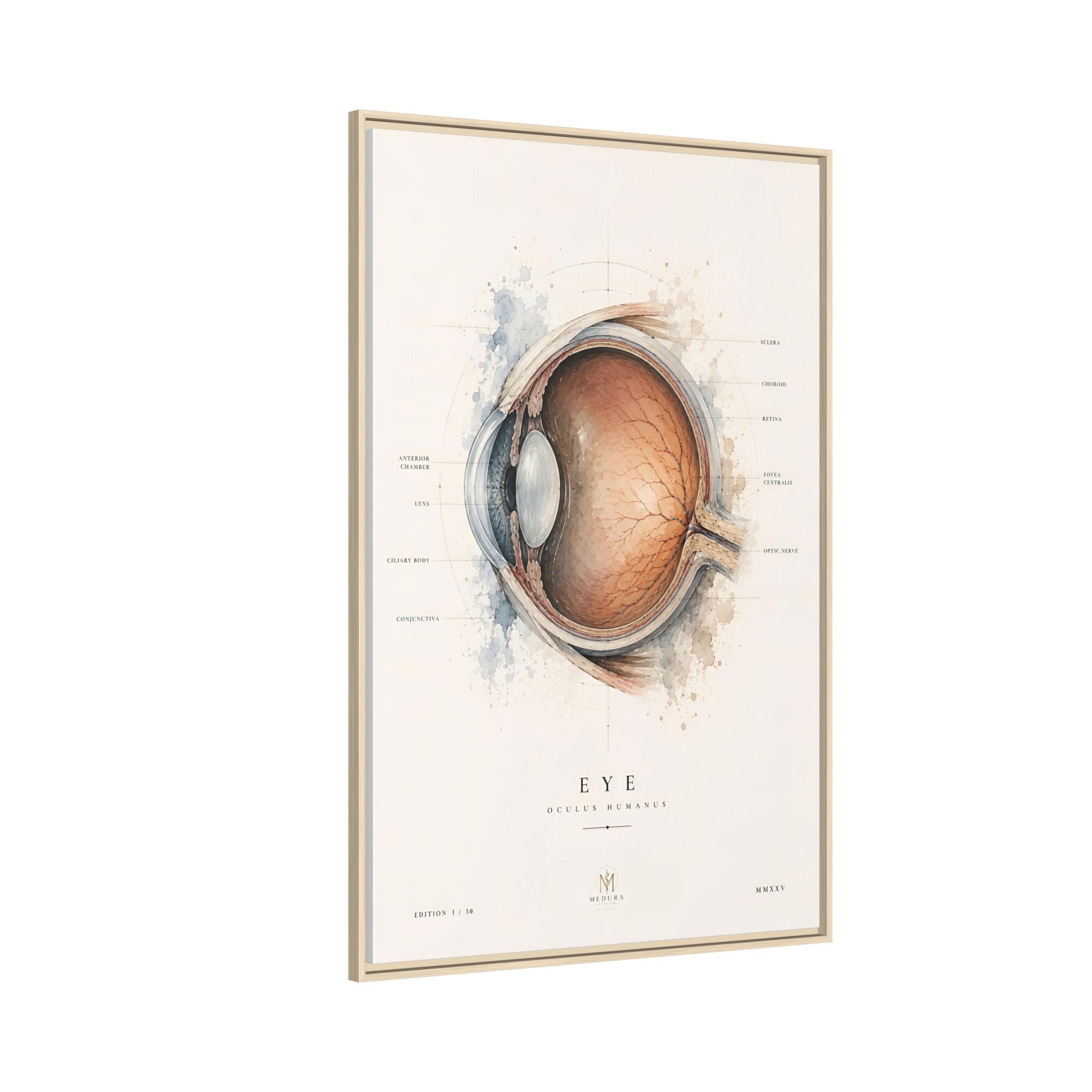 Anatomical Eye Canvas Print | Luxury Ophthalmology Wall Art | Museum-Inspired Medical Decor