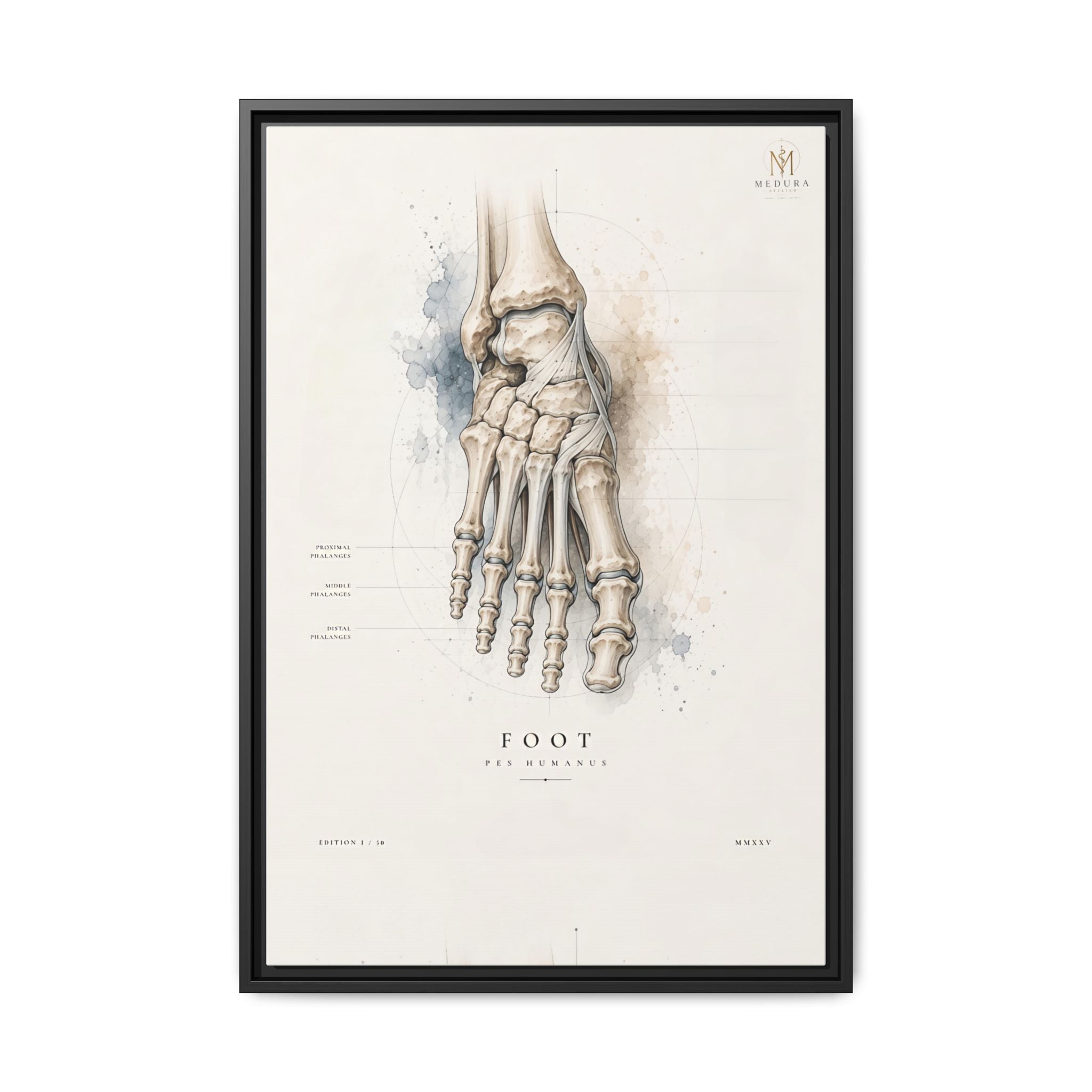 Anatomical Foot Skeleton Wall Art | Luxury Podiatry Canvas Print | Museum-Inspired Fine Art