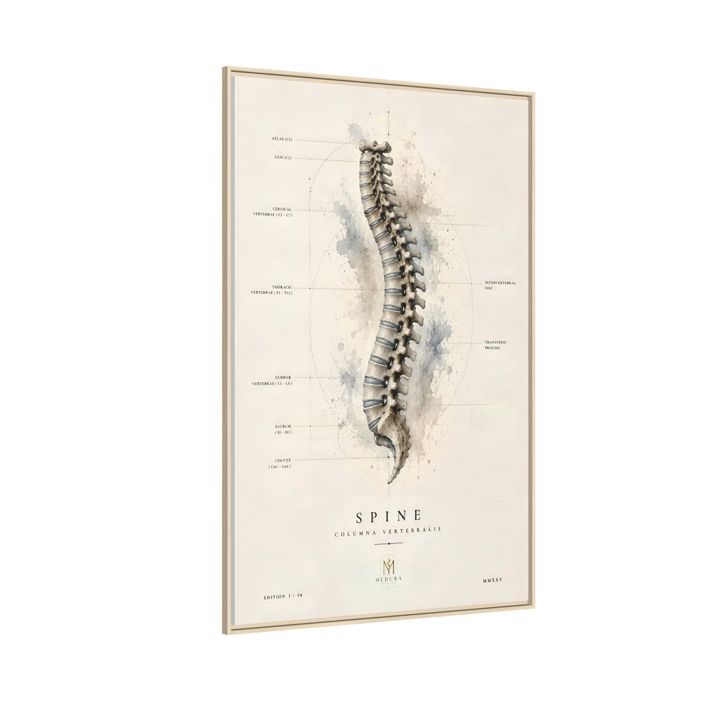 Anatomical Spine Wall Art | Luxury Vertebral Column Canvas Print | Museum-Inspired Fine Art