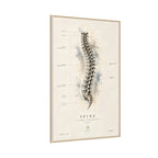 Anatomical Spine Wall Art | Luxury Vertebral Column Canvas Print | Museum-Inspired Fine Art