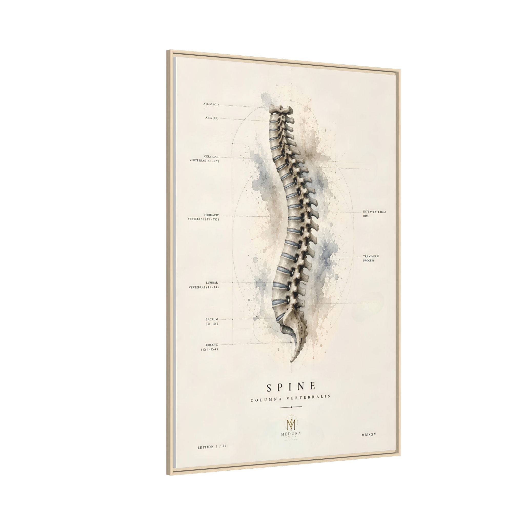 Anatomical Spine Wall Art | Luxury Vertebral Column Canvas Print | Museum-Inspired Fine Art