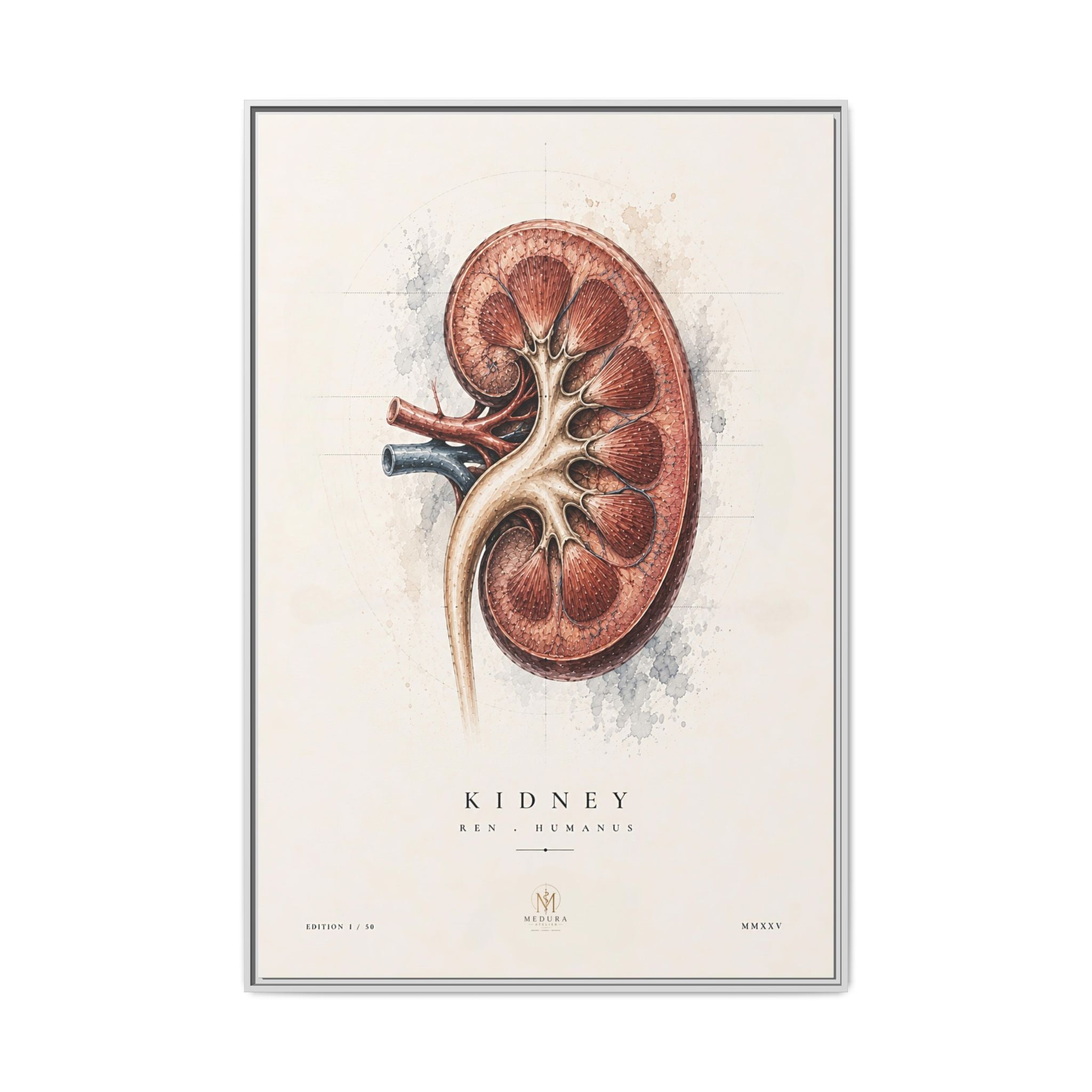 Anatomical Kidney Wall Art | Luxury Nephrology Canvas Print | Museum-Inspired Fine Art