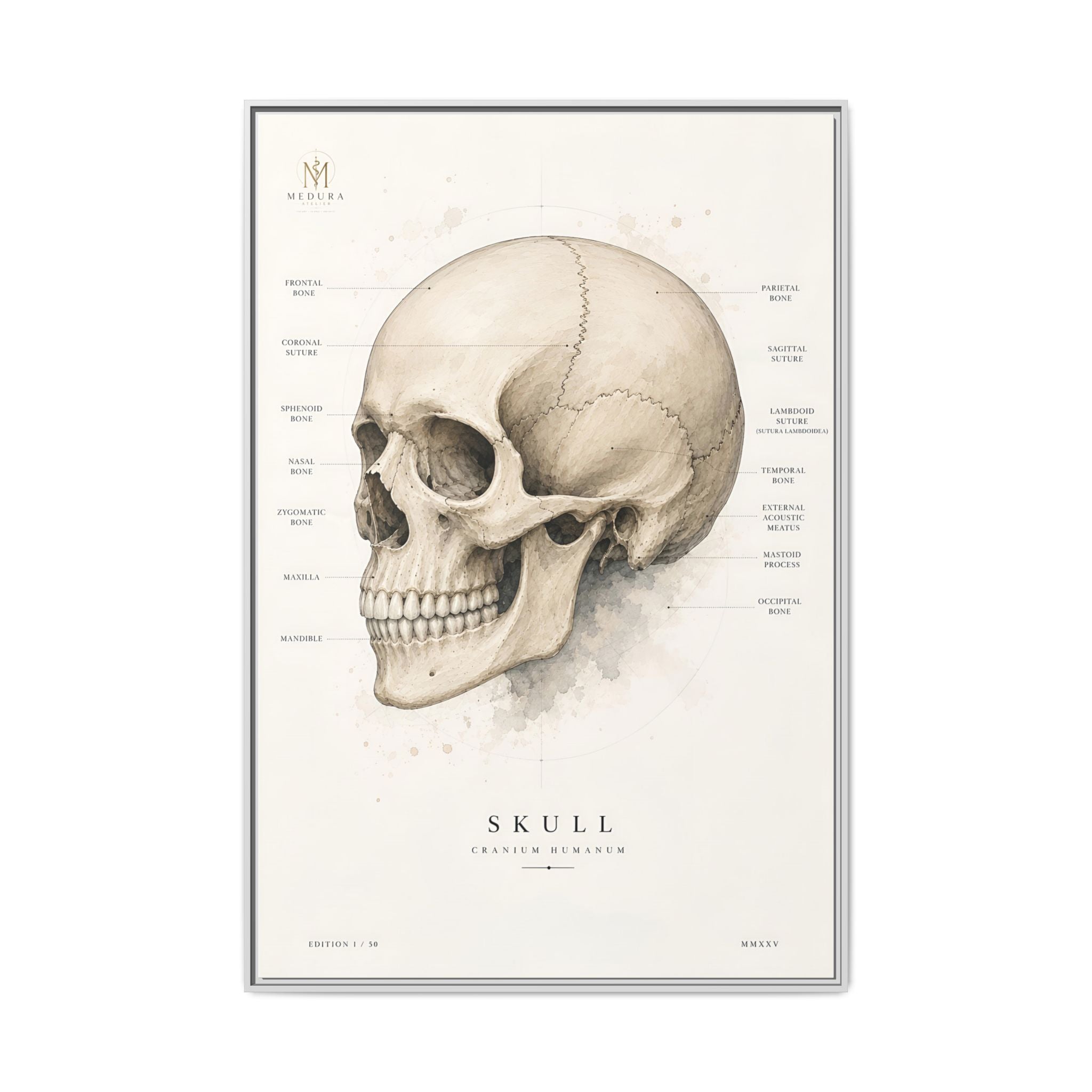 Anatomical Skull Wall Art | Luxury Medical Canvas Print | Museum-Inspired Fine Art