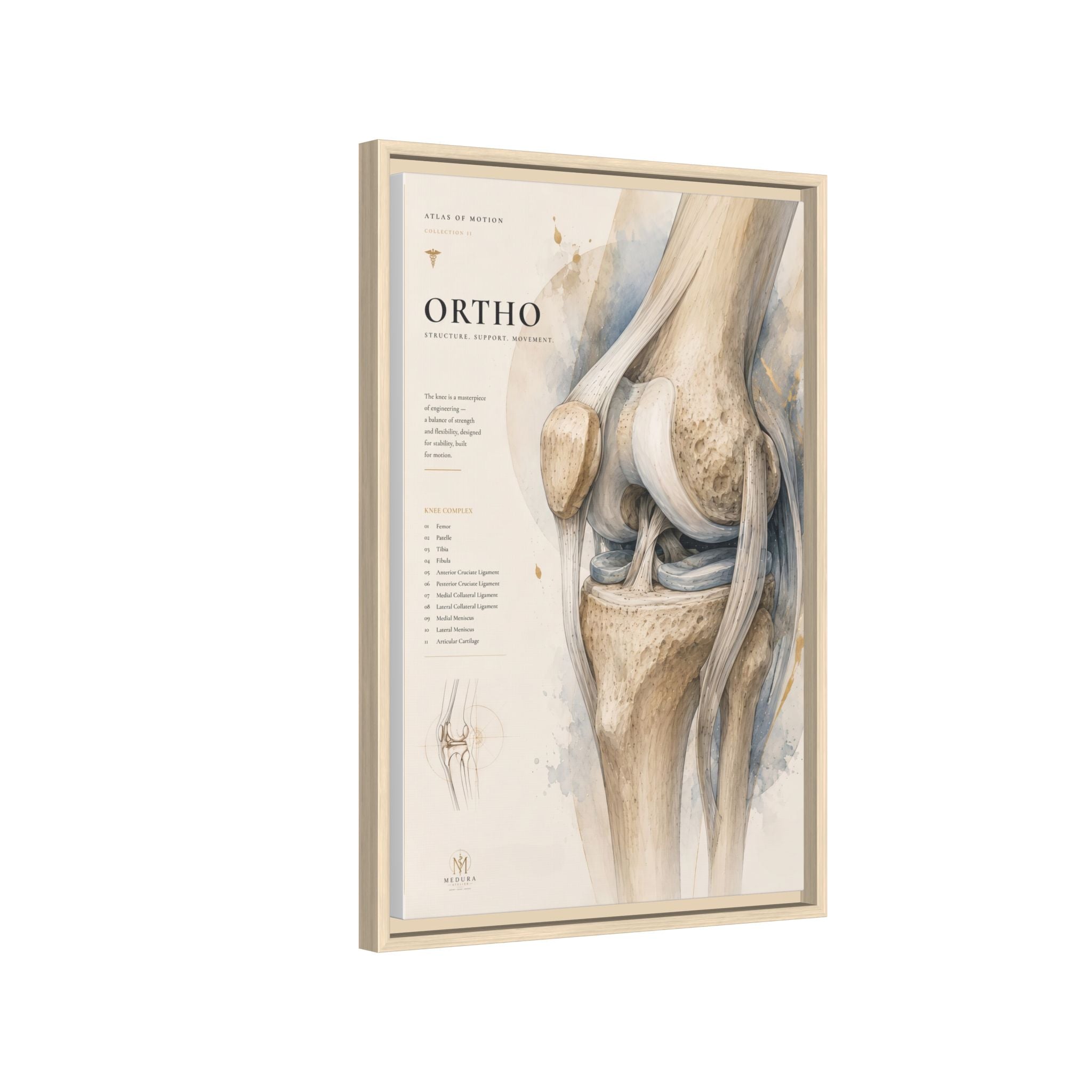 Orthopaedic Knee Anatomy Wall Art | Luxury Orthopedic Canvas Print | Museum-Inspired Fine Art