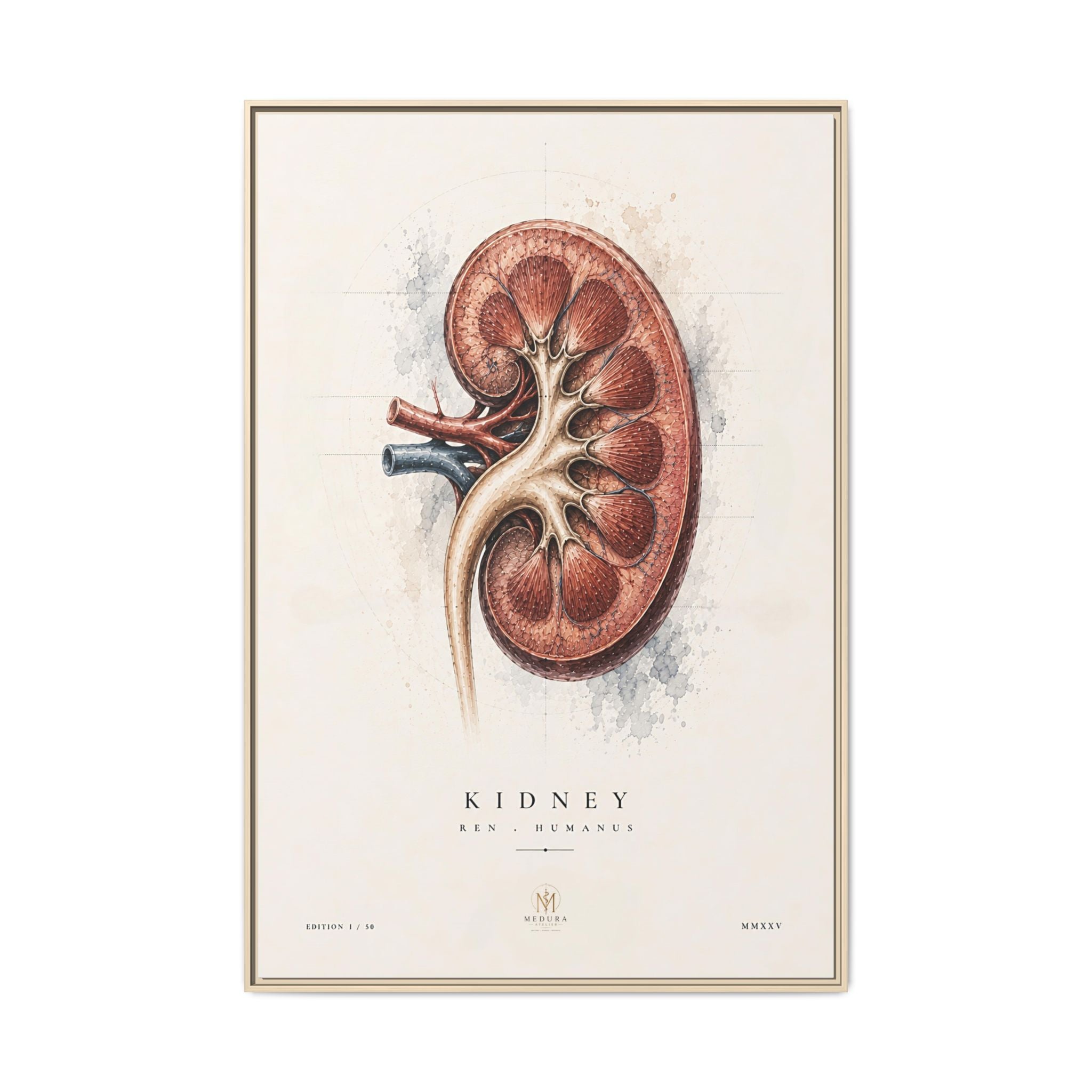 Anatomical Kidney Wall Art | Luxury Nephrology Canvas Print | Museum-Inspired Fine Art
