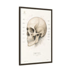 Anatomical Skull Wall Art | Luxury Medical Canvas Print | Museum-Inspired Fine Art