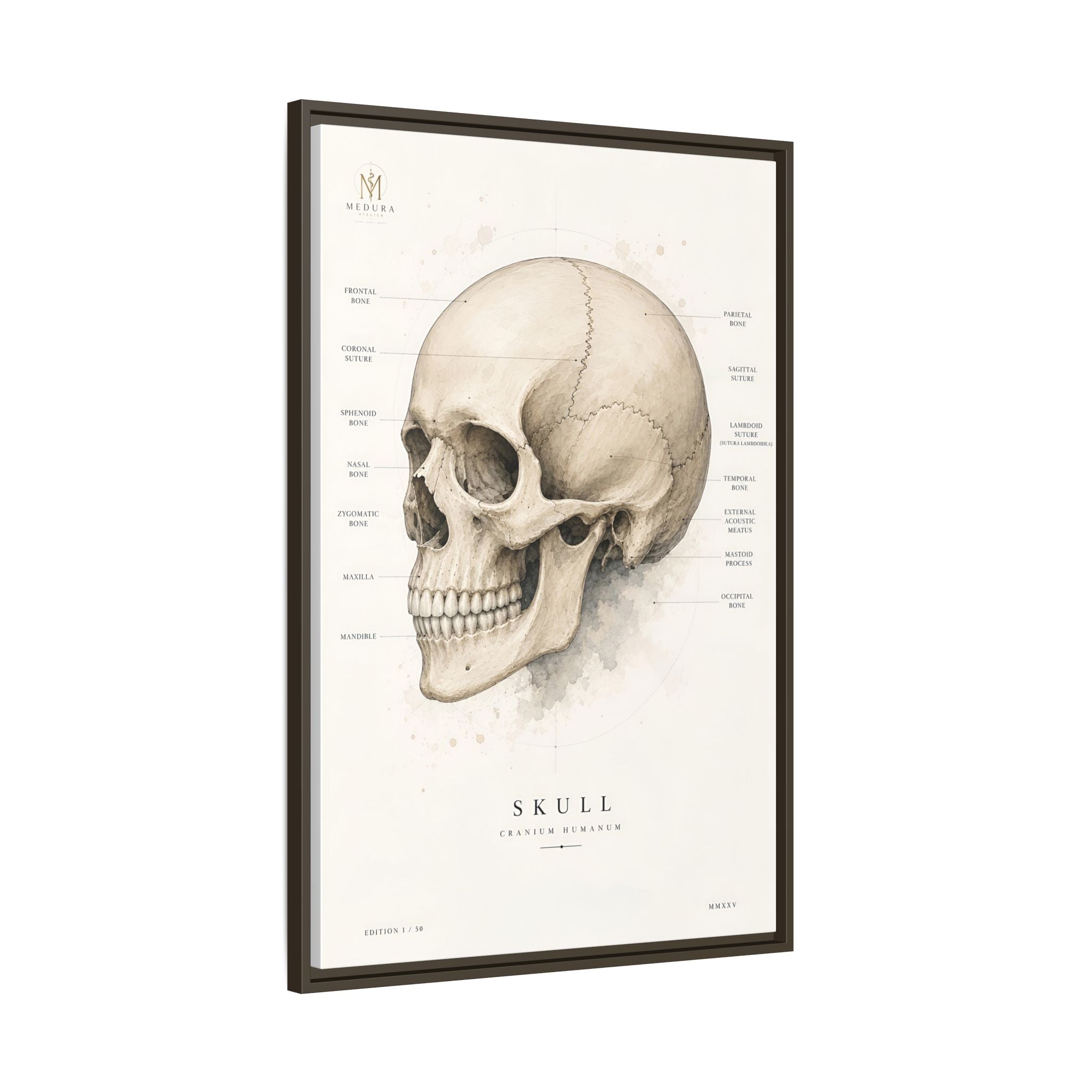 Anatomical Skull Wall Art | Luxury Medical Canvas Print | Museum-Inspired Fine Art
