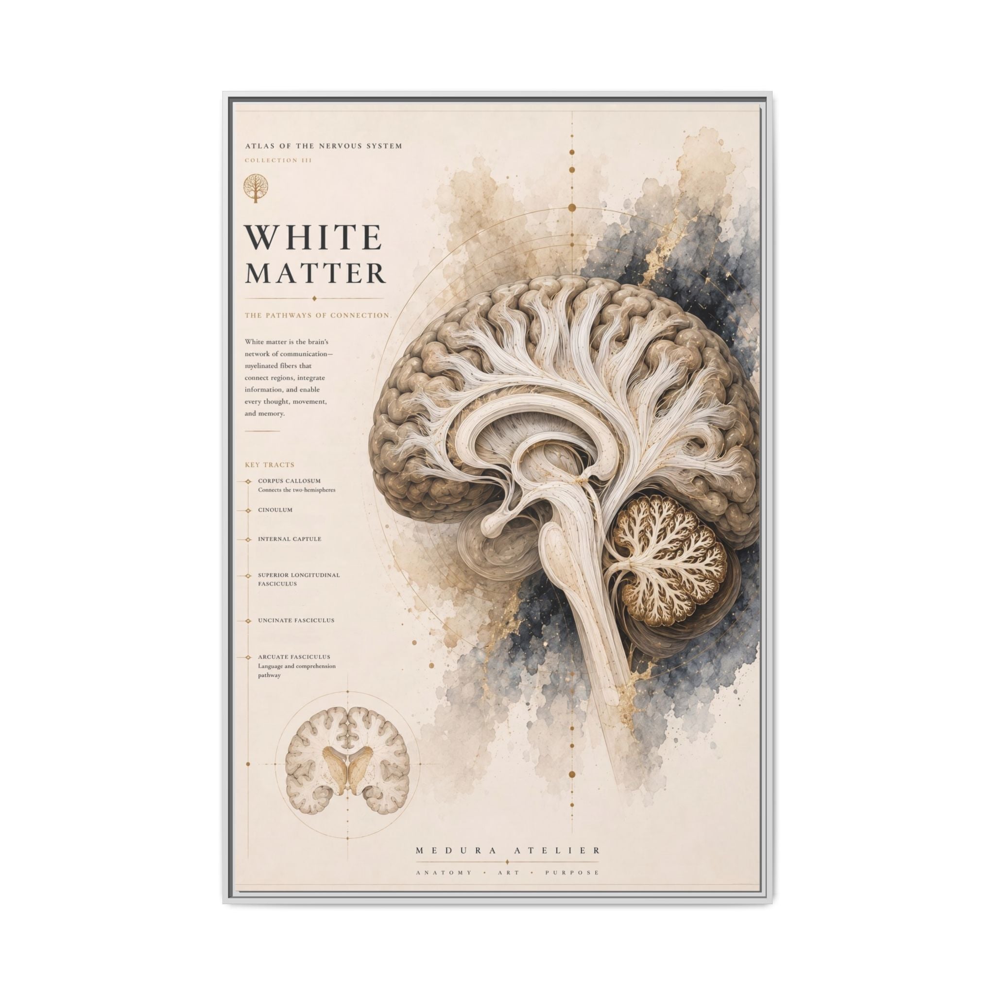 White Matter Brain Wall Art | Luxury Neuroscience Canvas Print | Museum-Inspired Fine Art