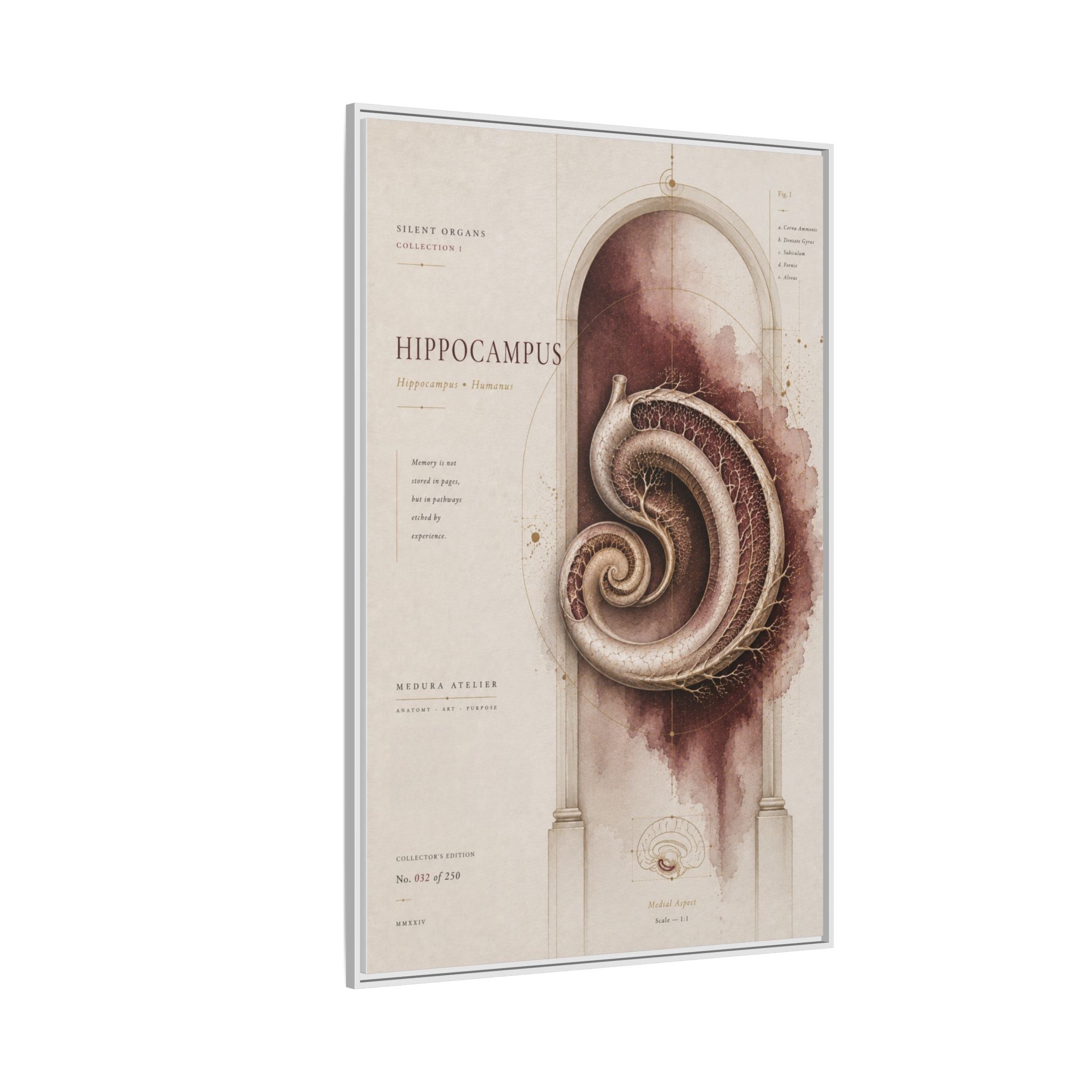 Silent Organs – Hippocampus Wall Art | Luxury Neuroscience Canvas Print | Museum-Inspired Fine Art