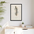 Anatomical Spine Wall Art | Luxury Vertebral Column Canvas Print | Museum-Inspired Fine Art