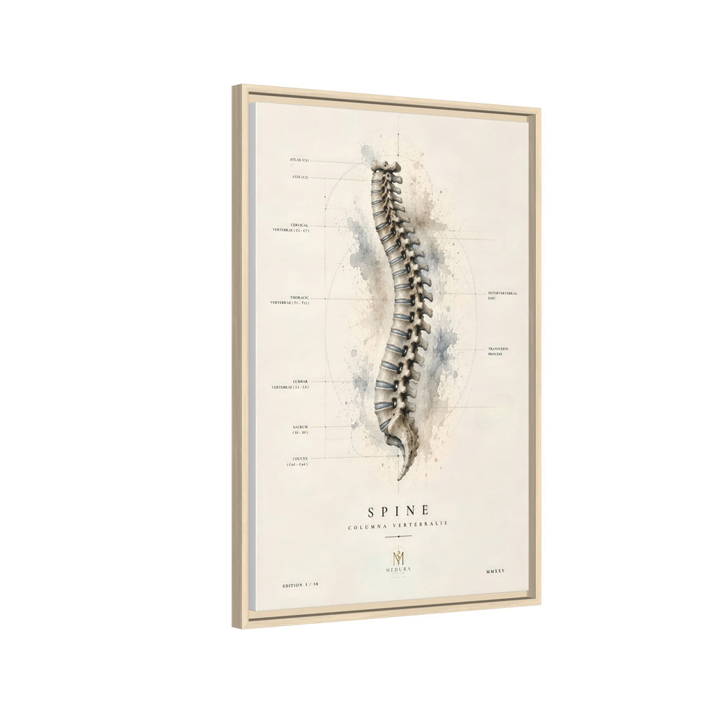 Anatomical Spine Wall Art | Luxury Vertebral Column Canvas Print | Museum-Inspired Fine Art