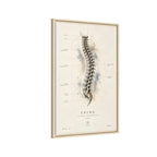 Anatomical Spine Wall Art | Luxury Vertebral Column Canvas Print | Museum-Inspired Fine Art