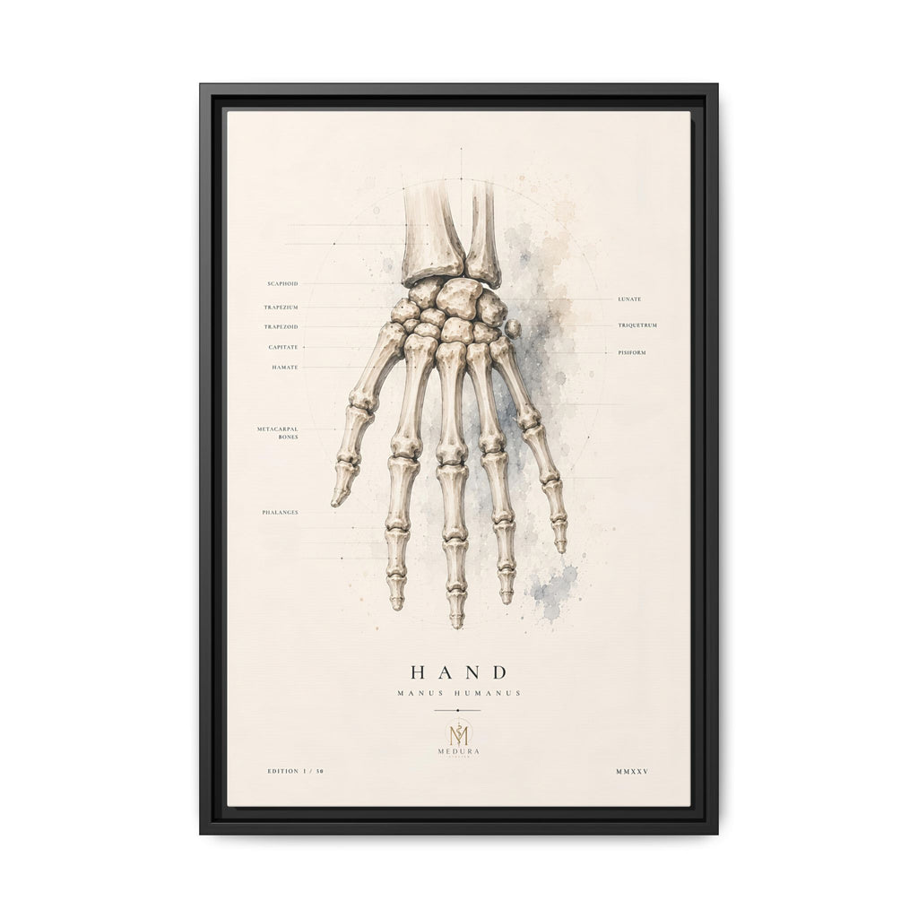 Anatomical Hand Skeleton Wall Art | Luxury Orthopaedic Canvas Print | Museum-Inspired Fine Art