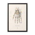 Anatomical Hand Skeleton Wall Art | Luxury Orthopaedic Canvas Print | Museum-Inspired Fine Art