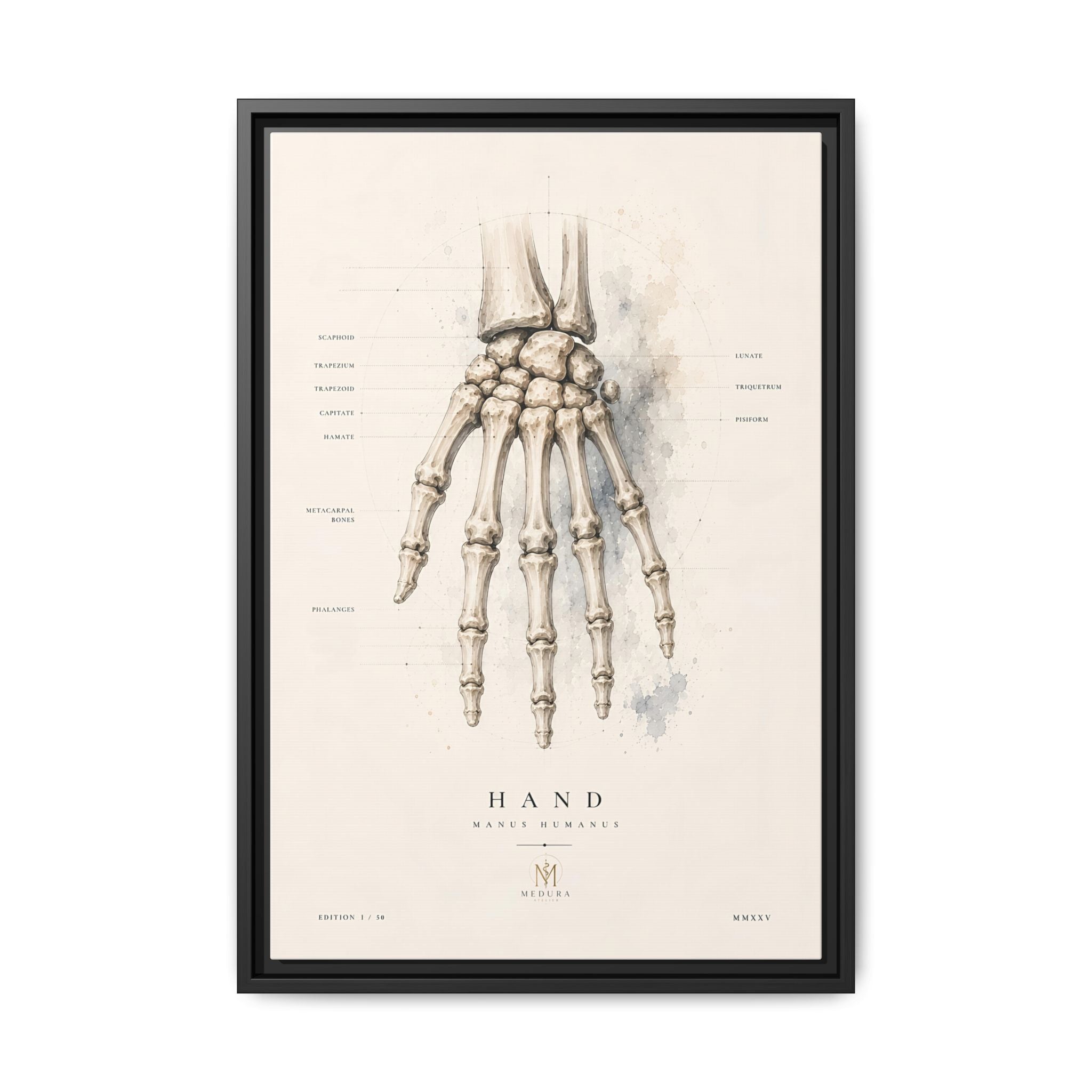 Anatomical Hand Skeleton Wall Art | Luxury Orthopaedic Canvas Print | Museum-Inspired Fine Art