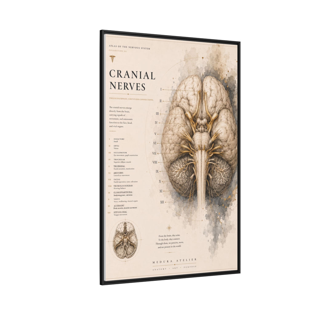White Matter Brain Wall Art | Luxury Neuroscience Canvas Print | Museum-Inspired Fine Art