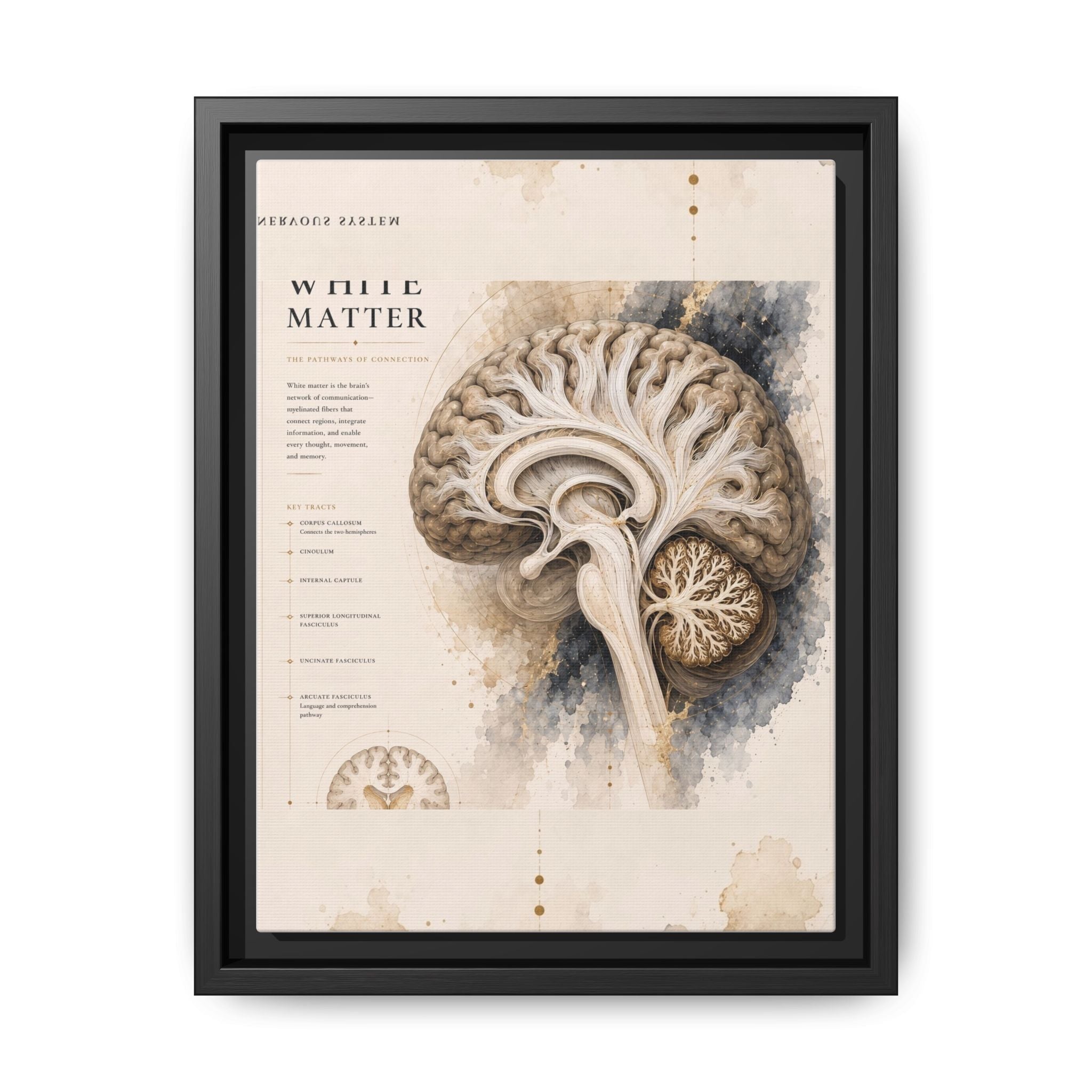 White Matter Brain Wall Art | Luxury Neuroscience Canvas Print | Museum-Inspired Fine Art