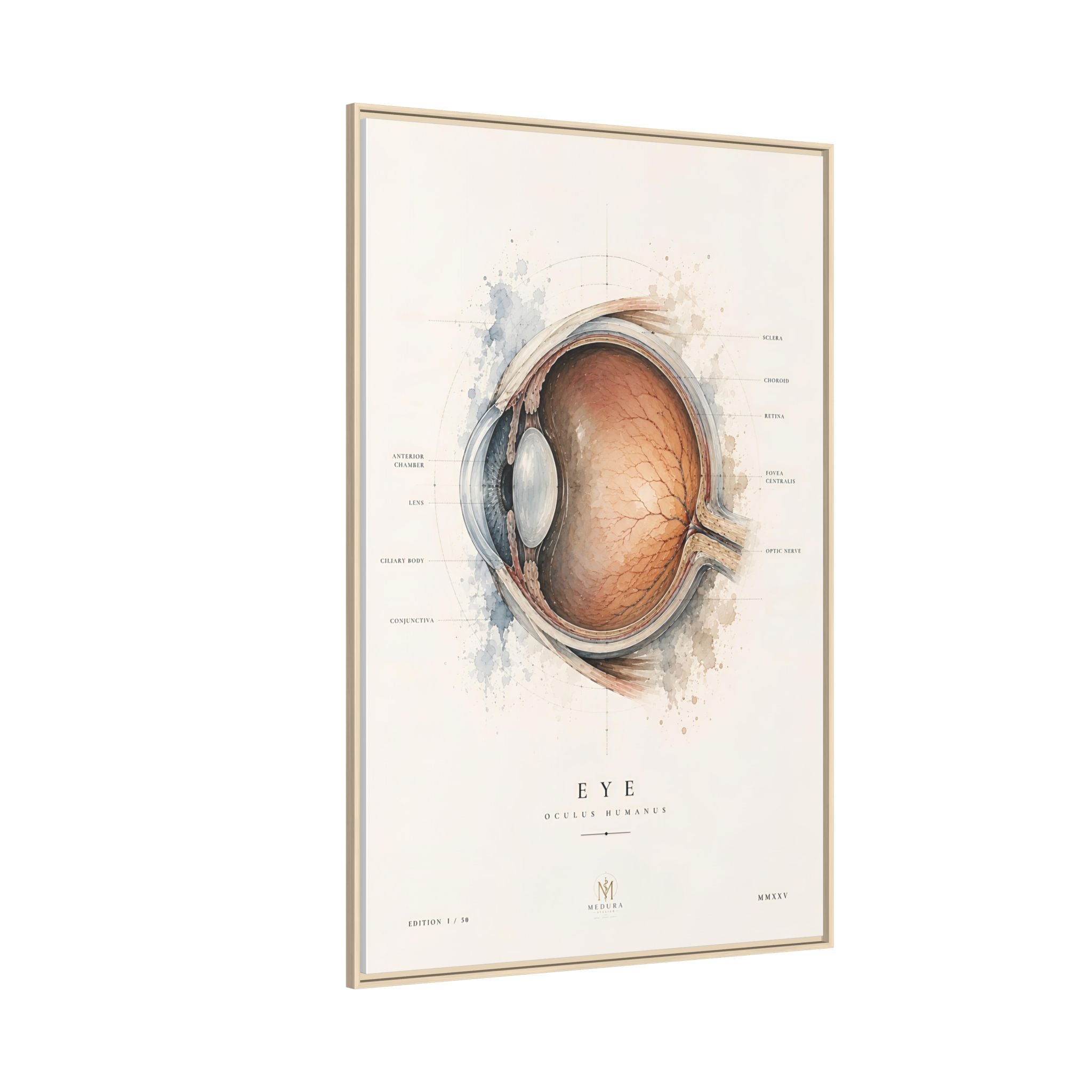 Anatomical Eye Canvas Print | Luxury Ophthalmology Wall Art | Museum-Inspired Medical Decor