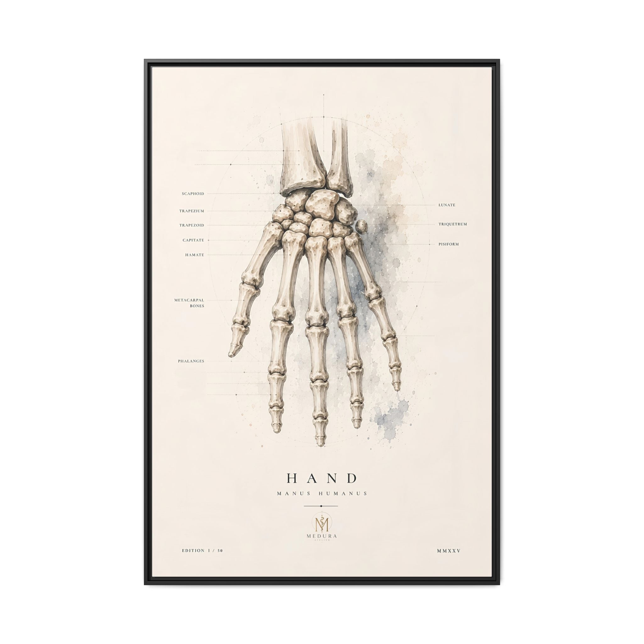 Anatomical Hand Skeleton Wall Art | Luxury Orthopaedic Canvas Print | Museum-Inspired Fine Art