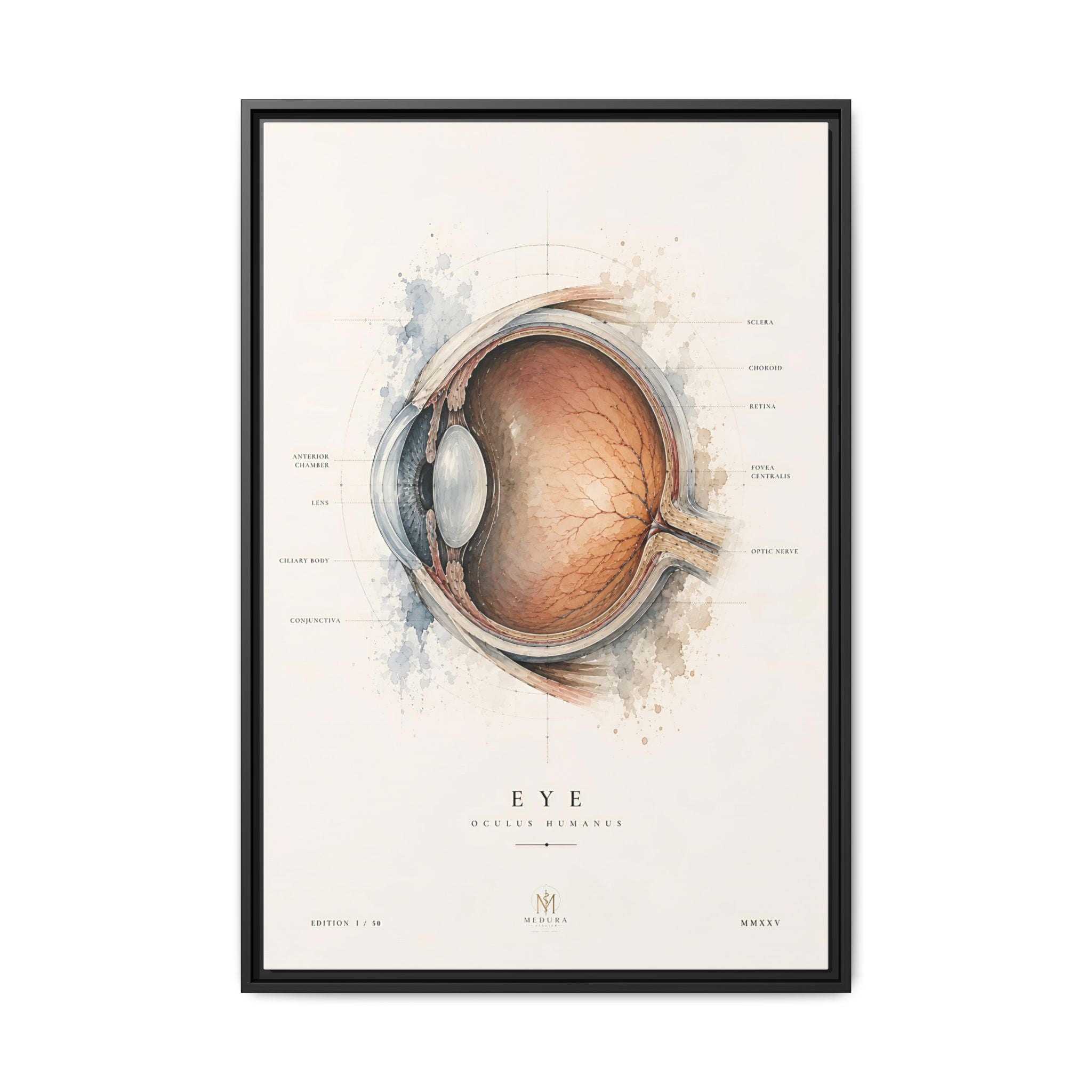 Anatomical Eye Canvas Print | Luxury Ophthalmology Wall Art | Museum-Inspired Medical Decor