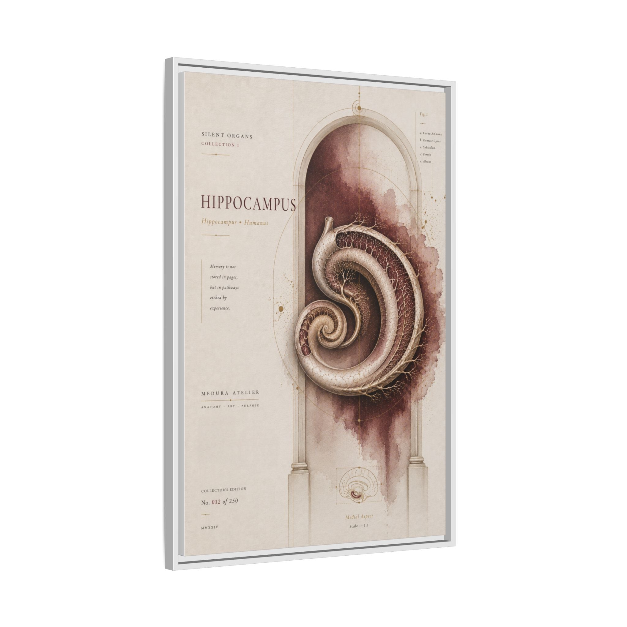 Silent Organs – Hippocampus Wall Art | Luxury Neuroscience Canvas Print | Museum-Inspired Fine Art