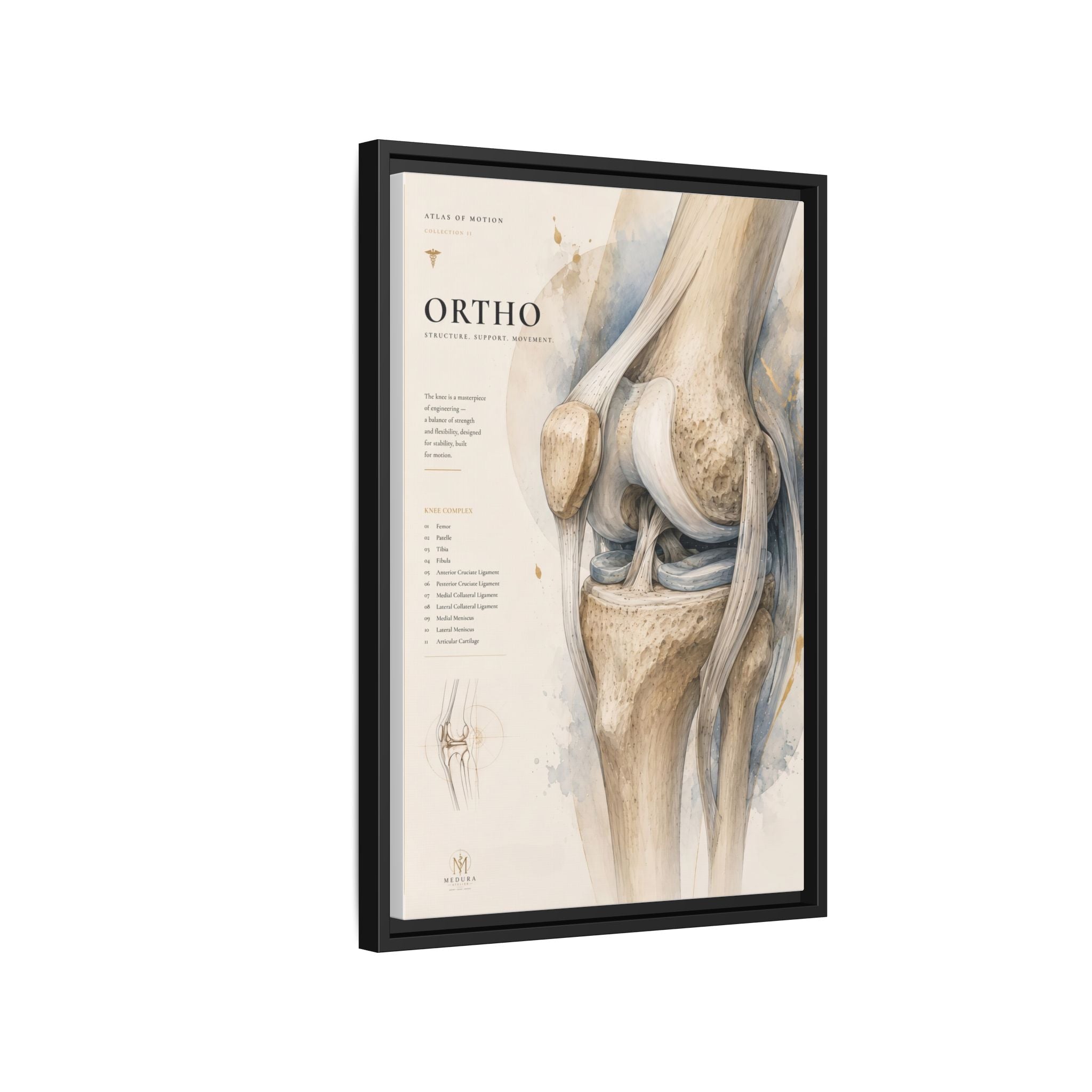 Orthopaedic Knee Anatomy Wall Art | Luxury Orthopedic Canvas Print | Museum-Inspired Fine Art