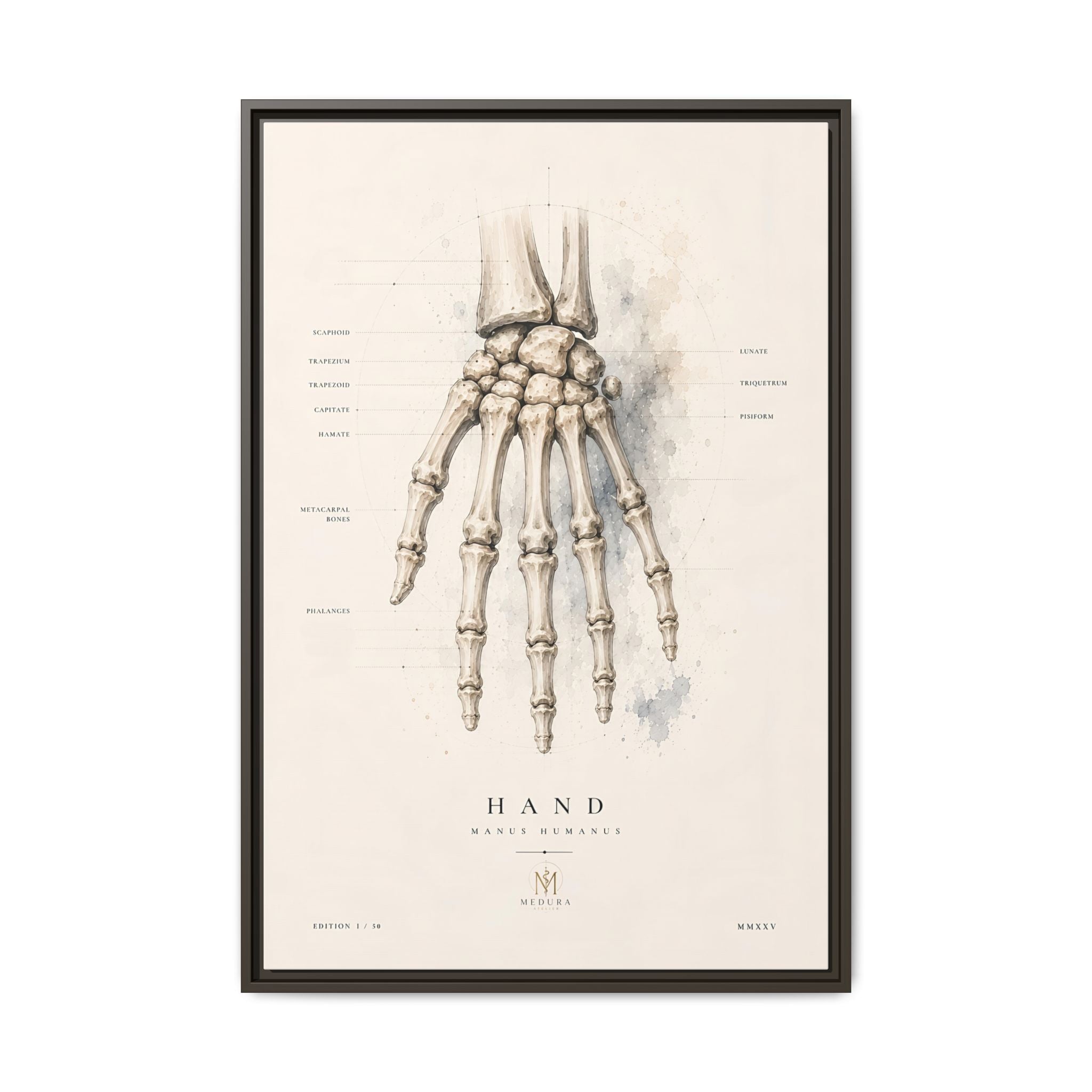 Anatomical Hand Skeleton Wall Art | Luxury Orthopaedic Canvas Print | Museum-Inspired Fine Art