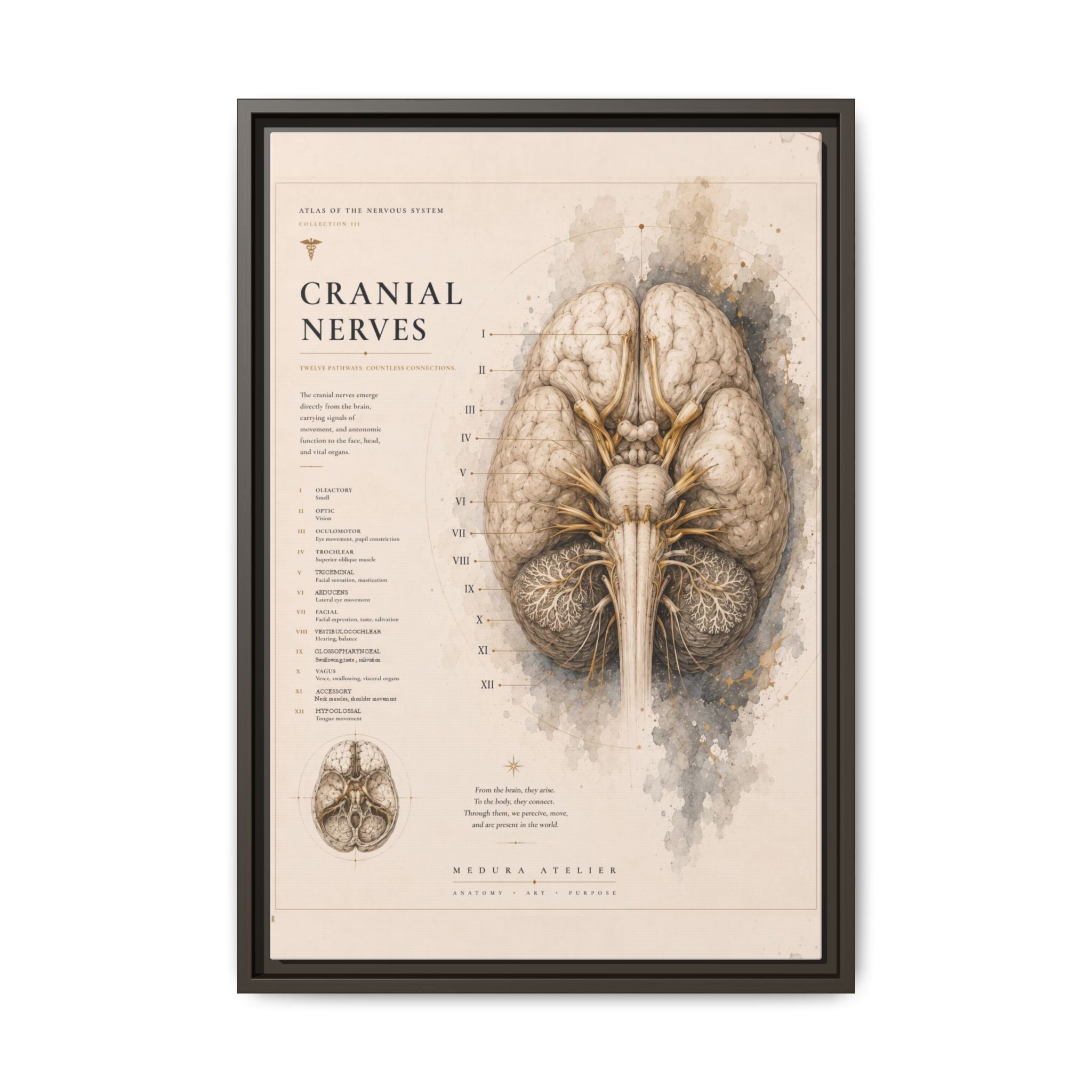 White Matter Brain Wall Art | Luxury Neuroscience Canvas Print | Museum-Inspired Fine Art