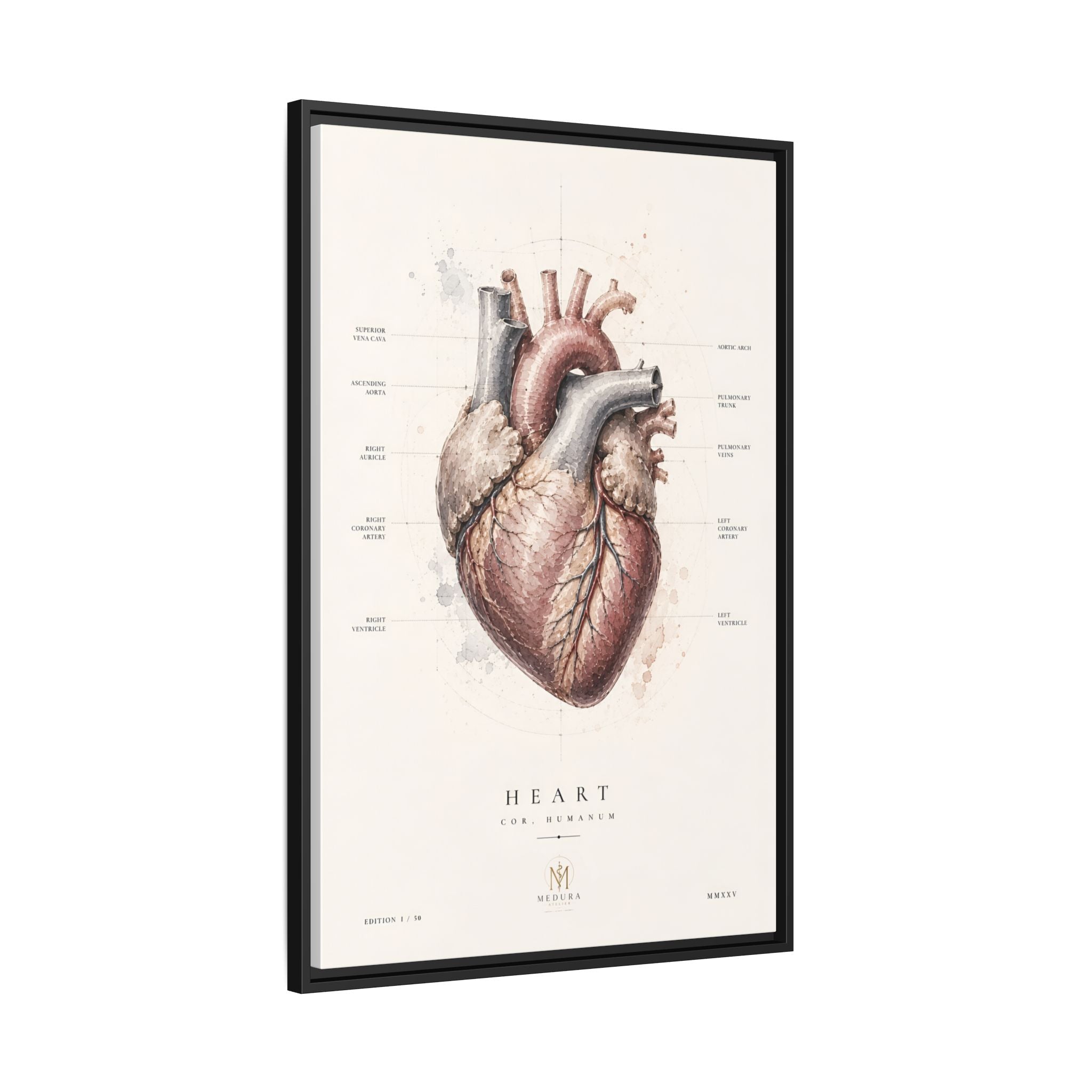 Anatomical Heart Wall Art | Luxury Medical Canvas Print | Museum-Inspired Fine Art