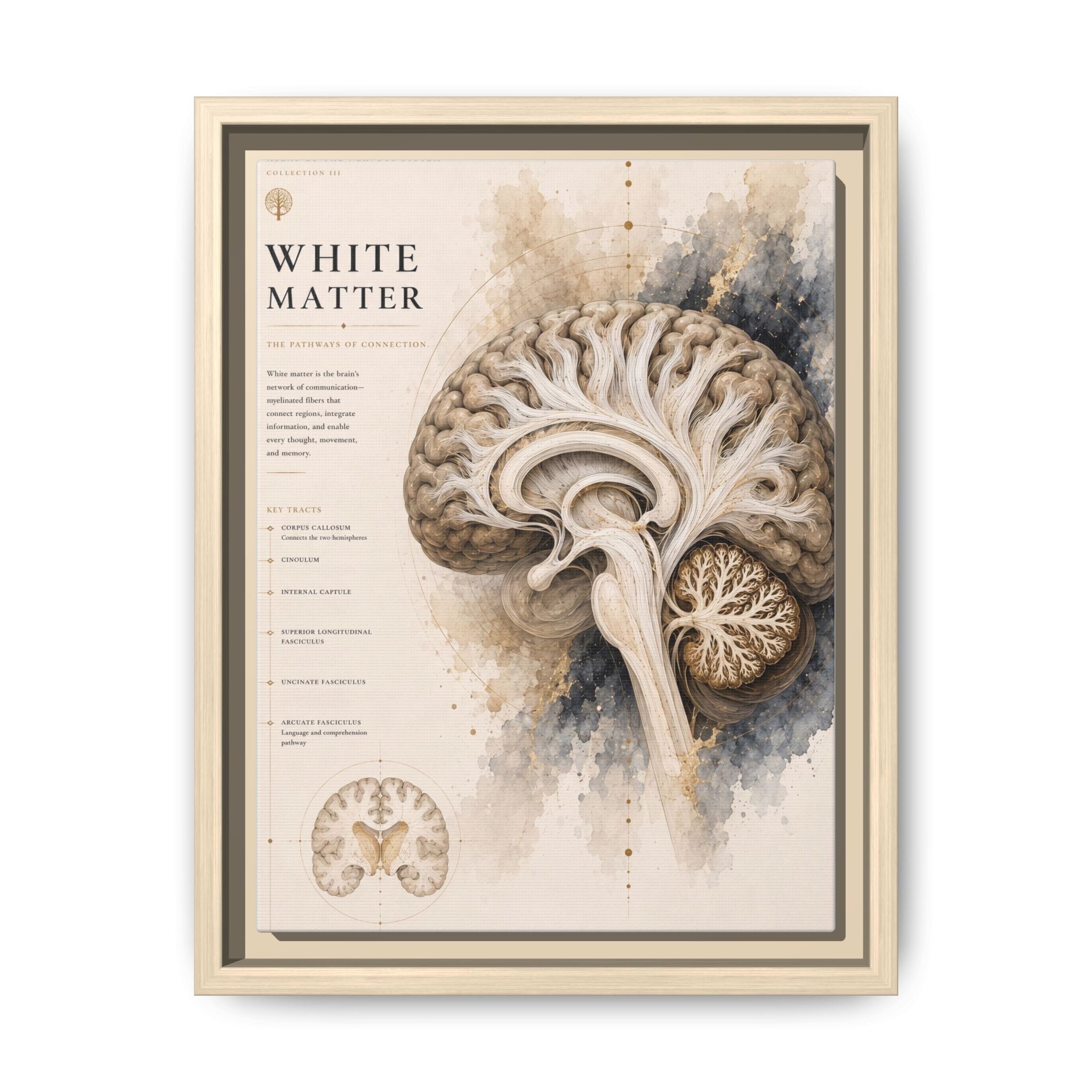 White Matter Brain Wall Art | Luxury Neuroscience Canvas Print | Museum-Inspired Fine Art