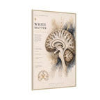 White Matter Brain Wall Art | Luxury Neuroscience Canvas Print | Museum-Inspired Fine Art