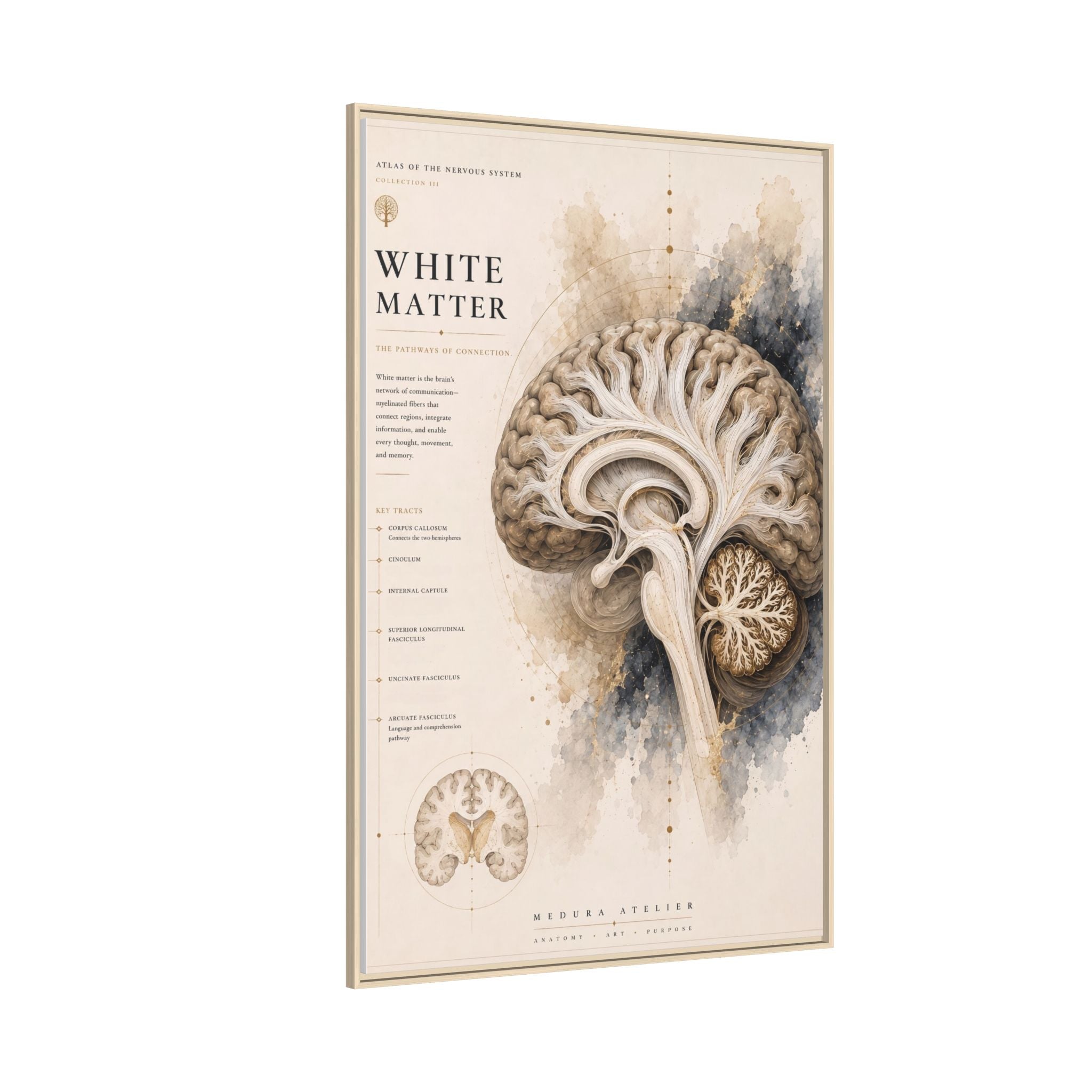 White Matter Brain Wall Art | Luxury Neuroscience Canvas Print | Museum-Inspired Fine Art