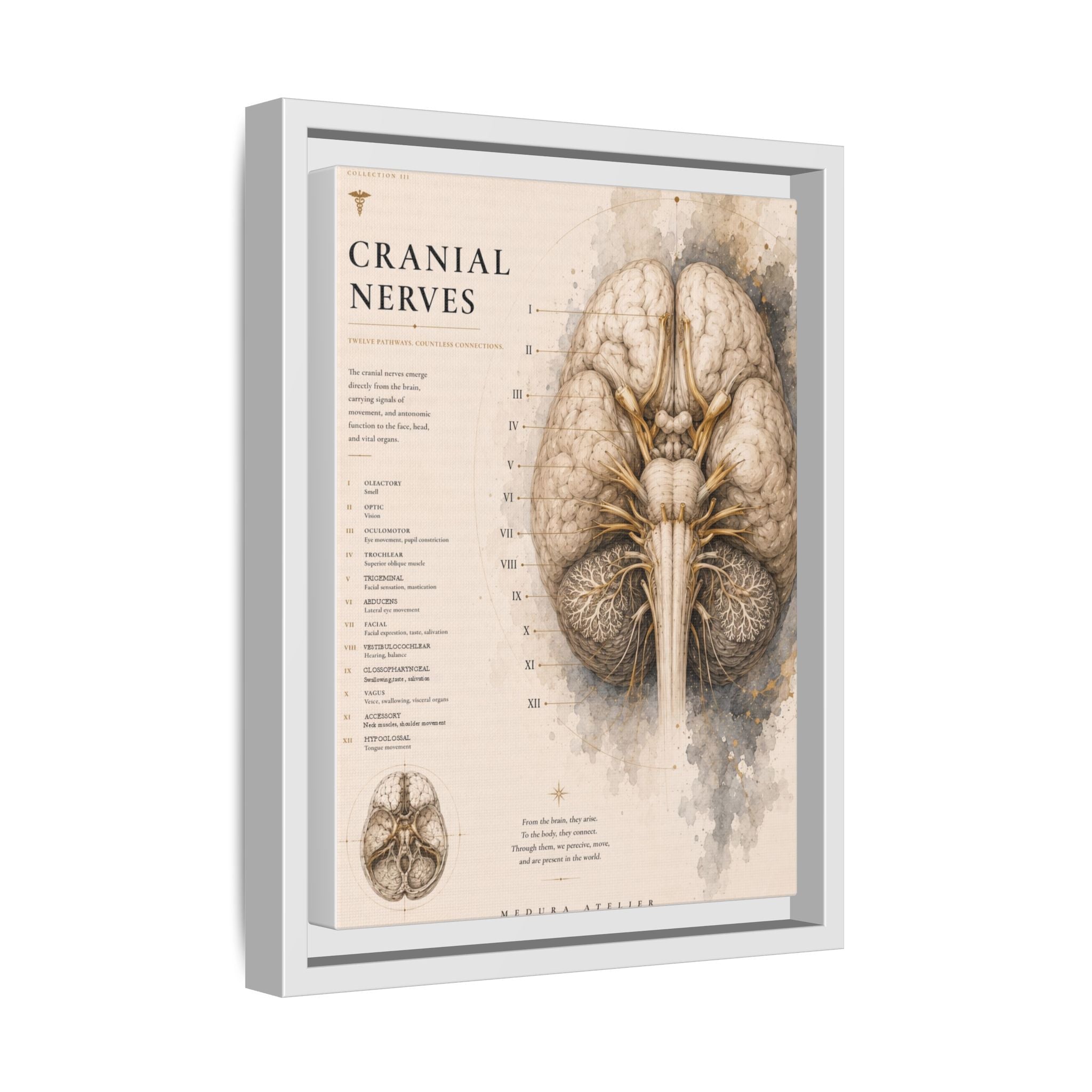 White Matter Brain Wall Art | Luxury Neuroscience Canvas Print | Museum-Inspired Fine Art