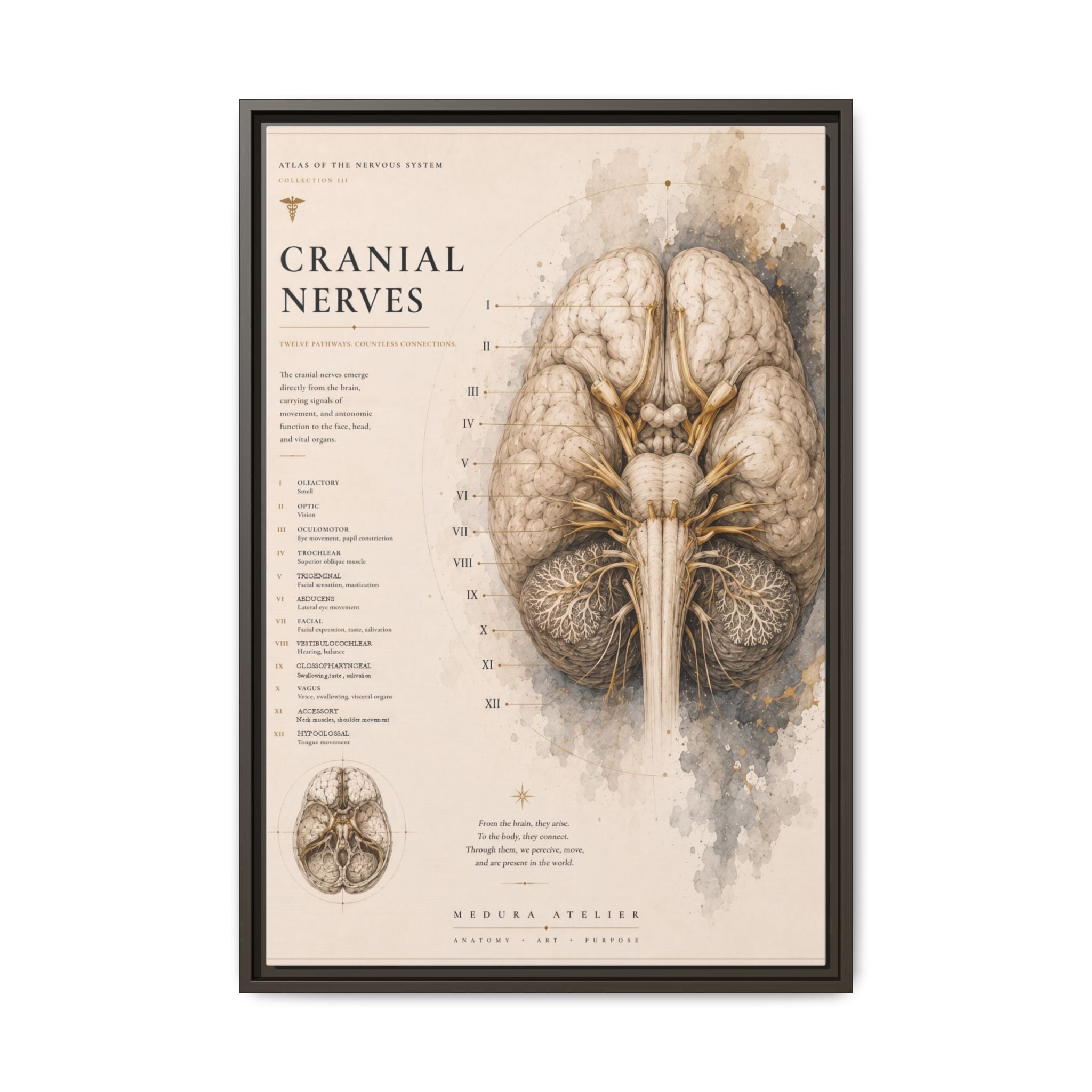 White Matter Brain Wall Art | Luxury Neuroscience Canvas Print | Museum-Inspired Fine Art