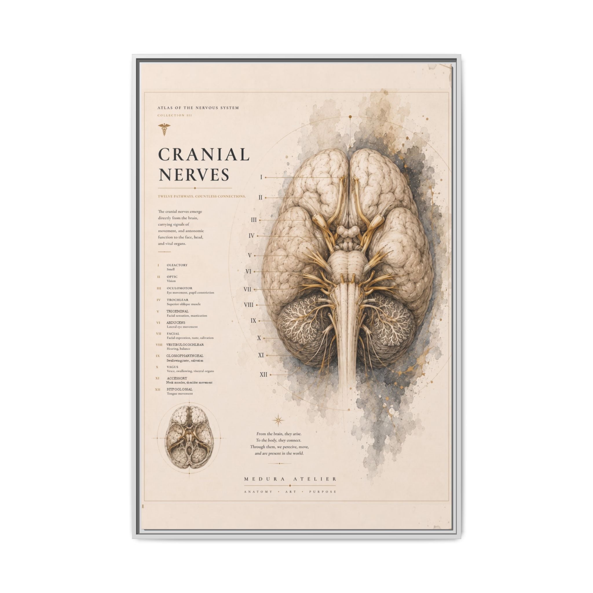 White Matter Brain Wall Art | Luxury Neuroscience Canvas Print | Museum-Inspired Fine Art