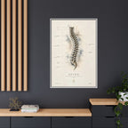 Anatomical Spine Wall Art | Luxury Vertebral Column Canvas Print | Museum-Inspired Fine Art