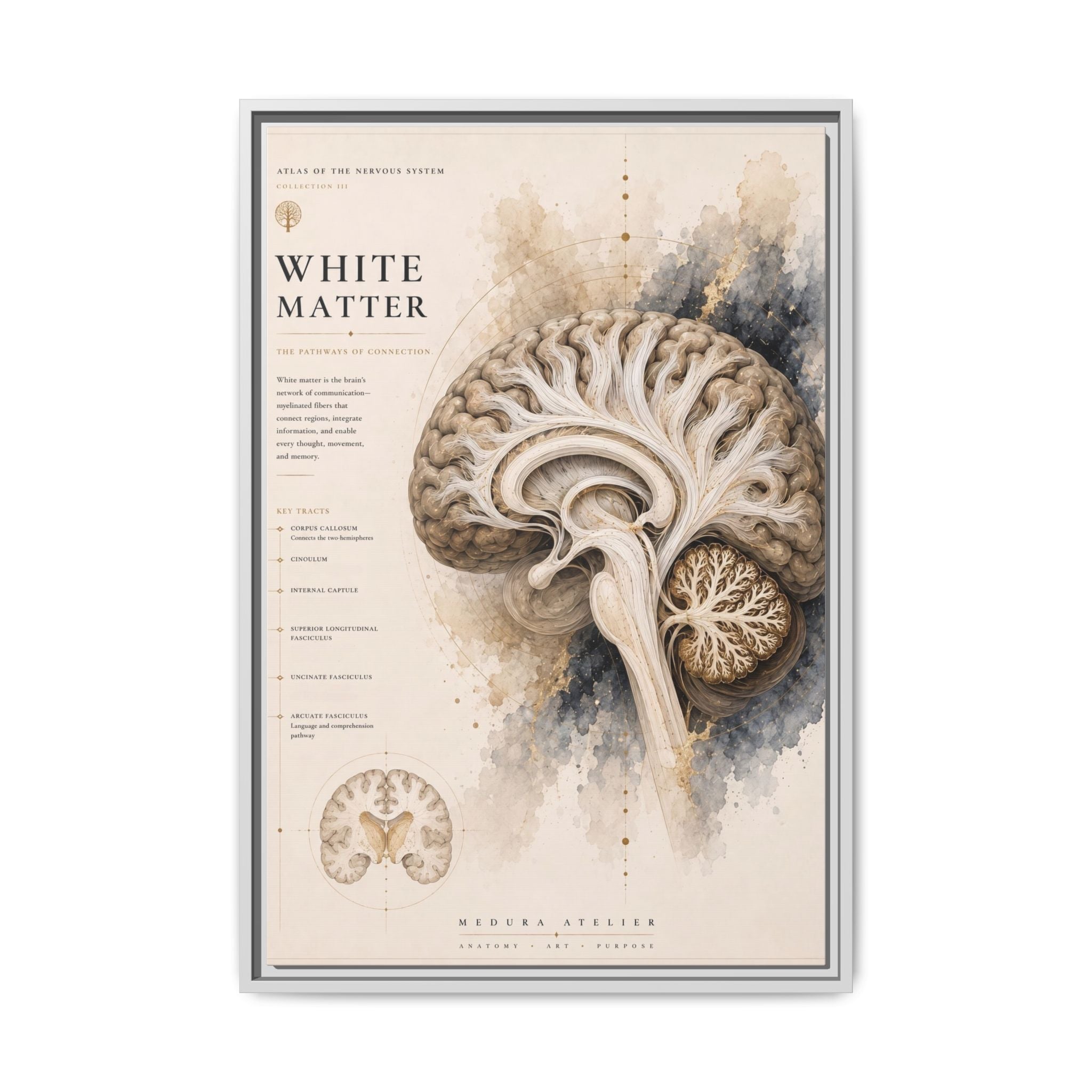 White Matter Brain Wall Art | Luxury Neuroscience Canvas Print | Museum-Inspired Fine Art