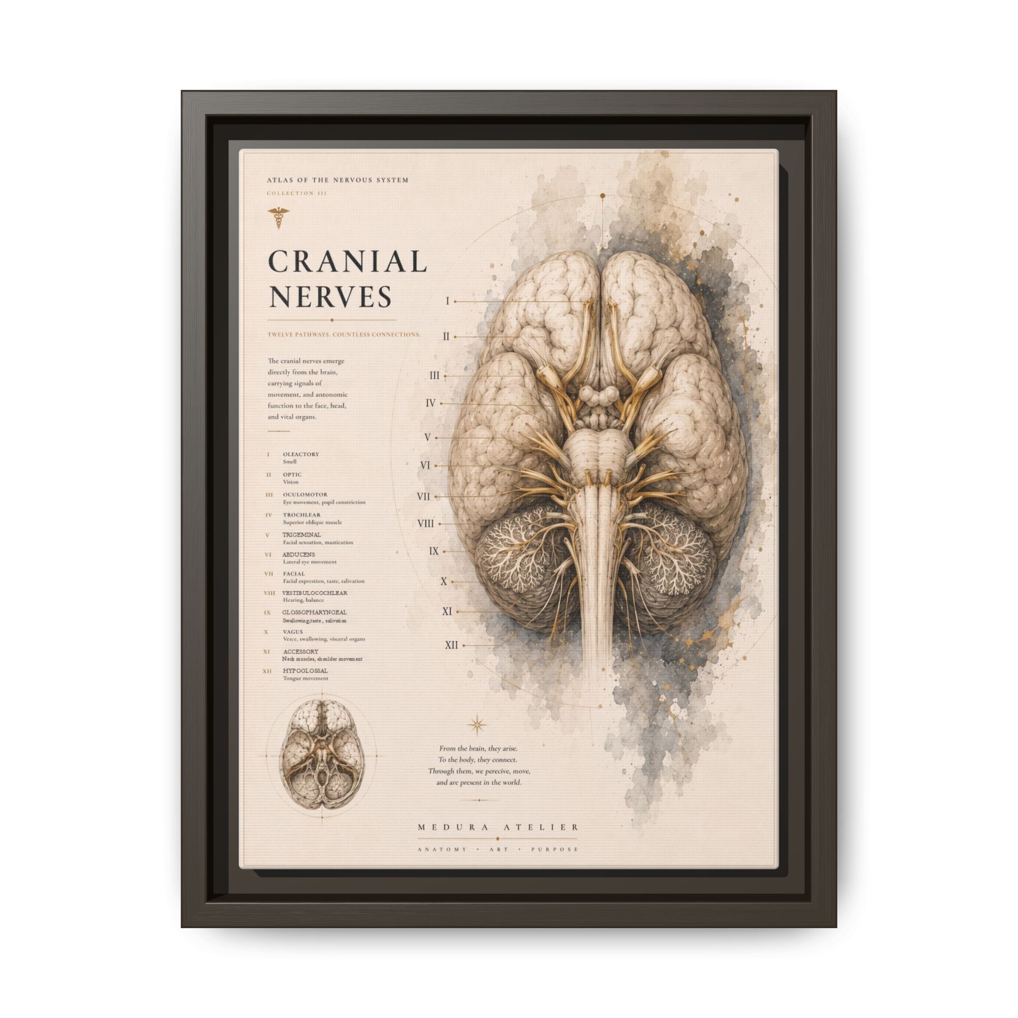 White Matter Brain Wall Art | Luxury Neuroscience Canvas Print | Museum-Inspired Fine Art