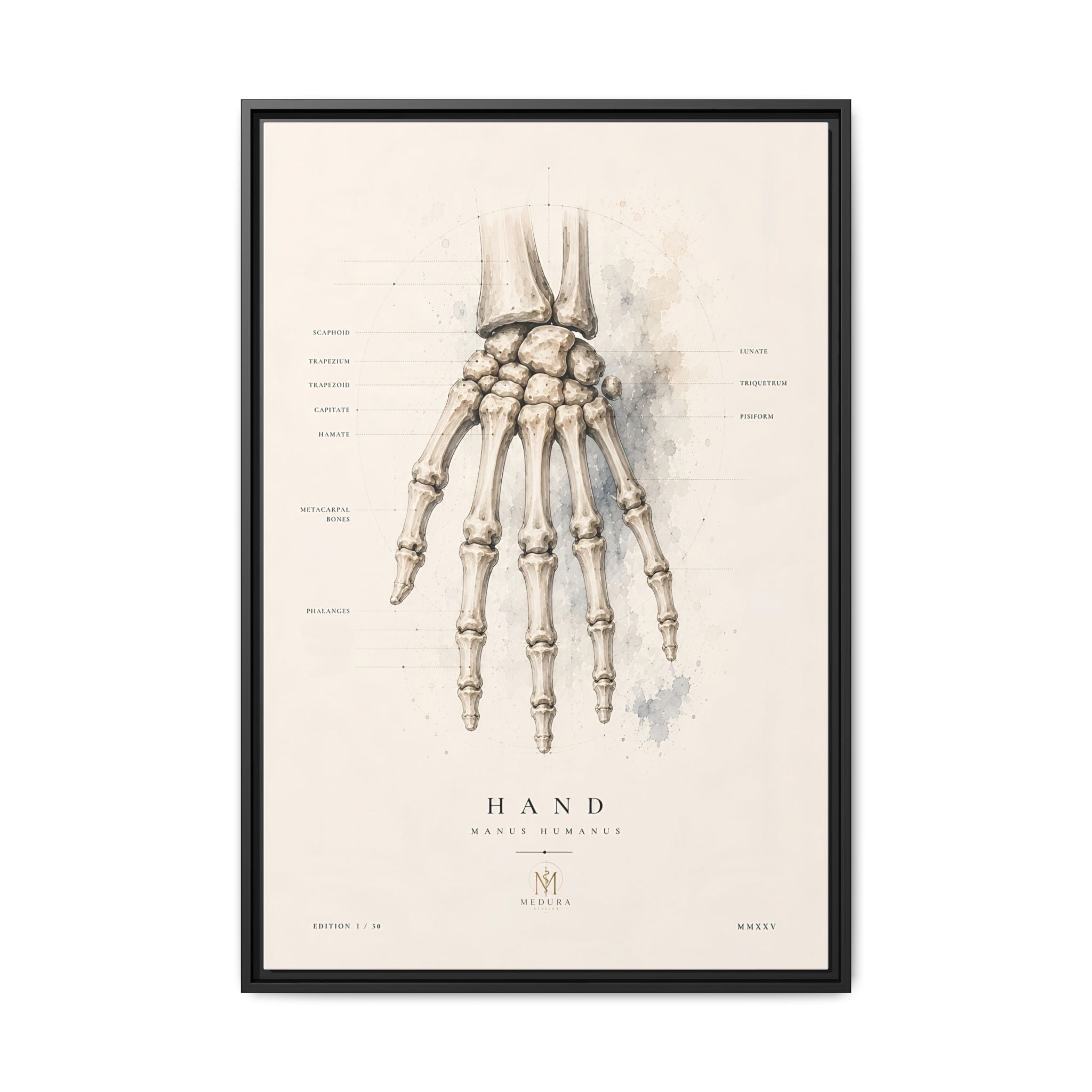 Anatomical Hand Skeleton Wall Art | Luxury Orthopaedic Canvas Print | Museum-Inspired Fine Art
