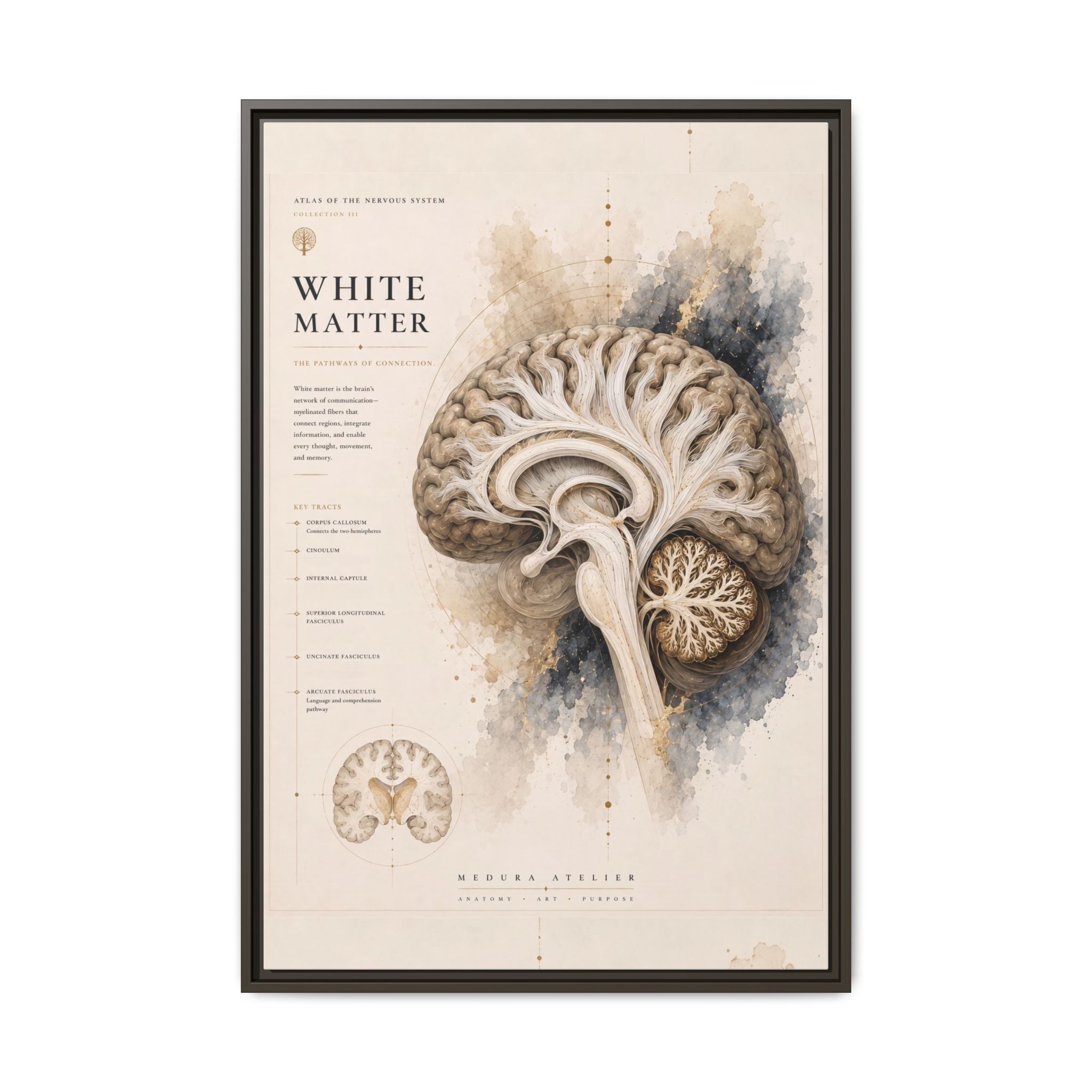 White Matter Brain Wall Art | Luxury Neuroscience Canvas Print | Museum-Inspired Fine Art