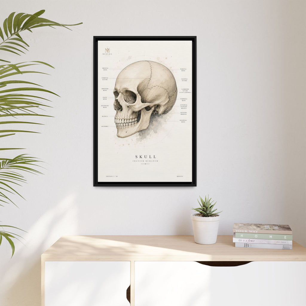 Anatomical Skull Wall Art | Luxury Medical Canvas Print | Museum-Inspired Fine Art