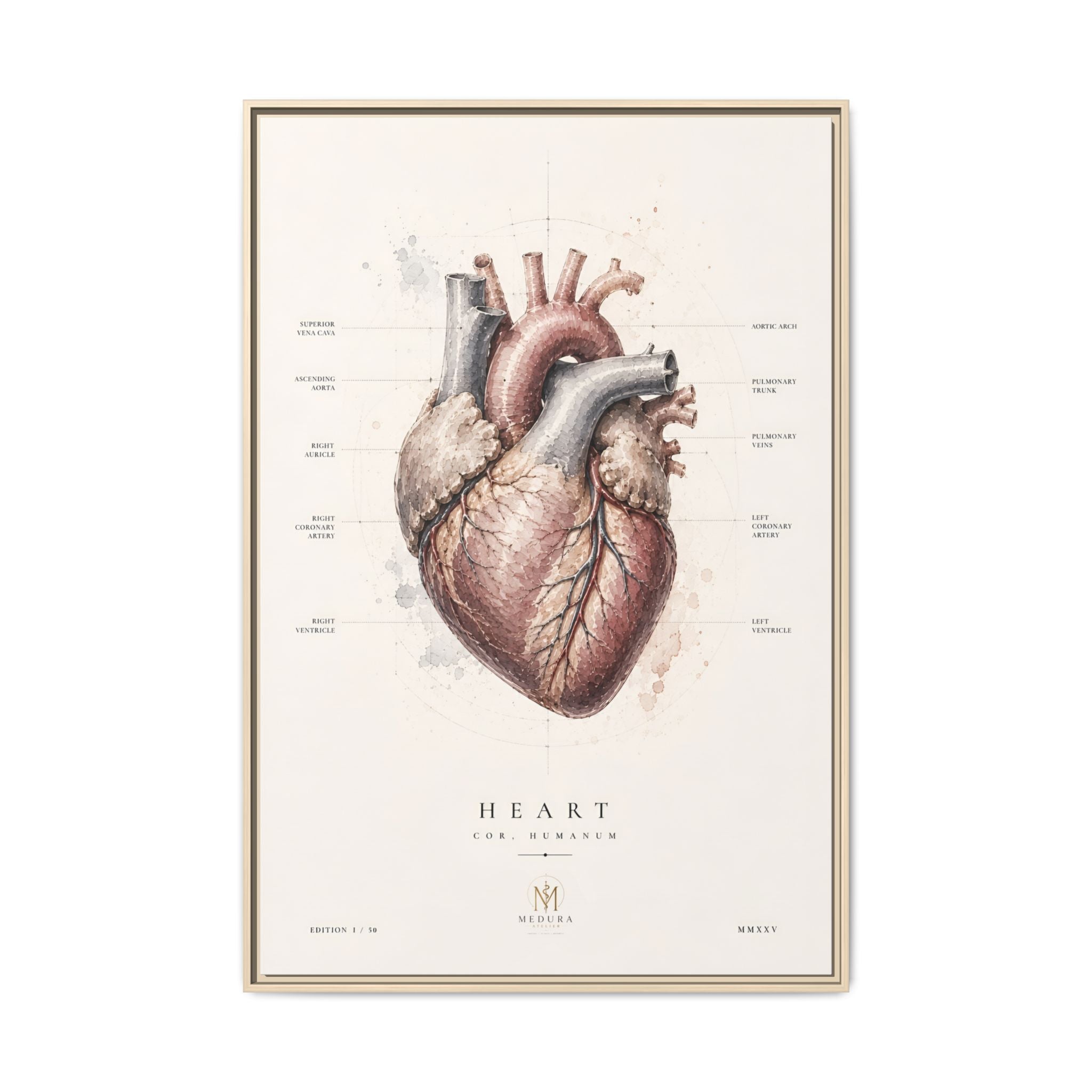 Anatomical Heart Wall Art | Luxury Medical Canvas Print | Museum-Inspired Fine Art
