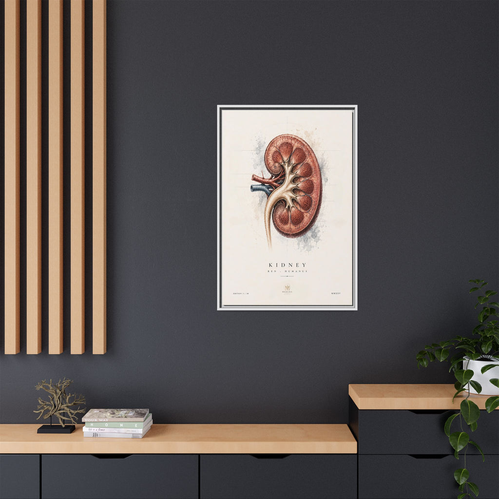 Anatomical Kidney Wall Art | Luxury Nephrology Canvas Print | Museum-Inspired Fine Art