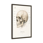 Anatomical Skull Wall Art | Luxury Medical Canvas Print | Museum-Inspired Fine Art