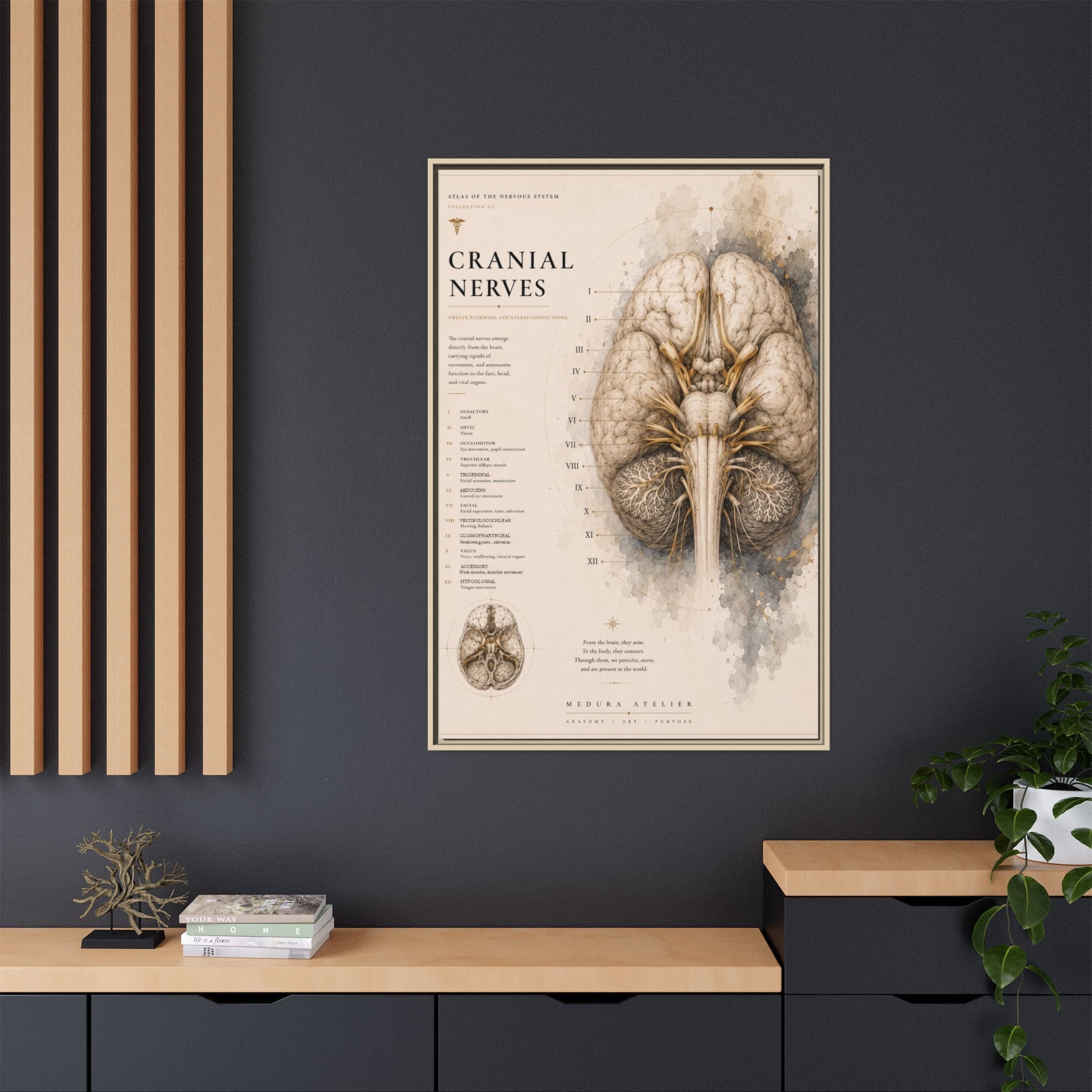 White Matter Brain Wall Art | Luxury Neuroscience Canvas Print | Museum-Inspired Fine Art
