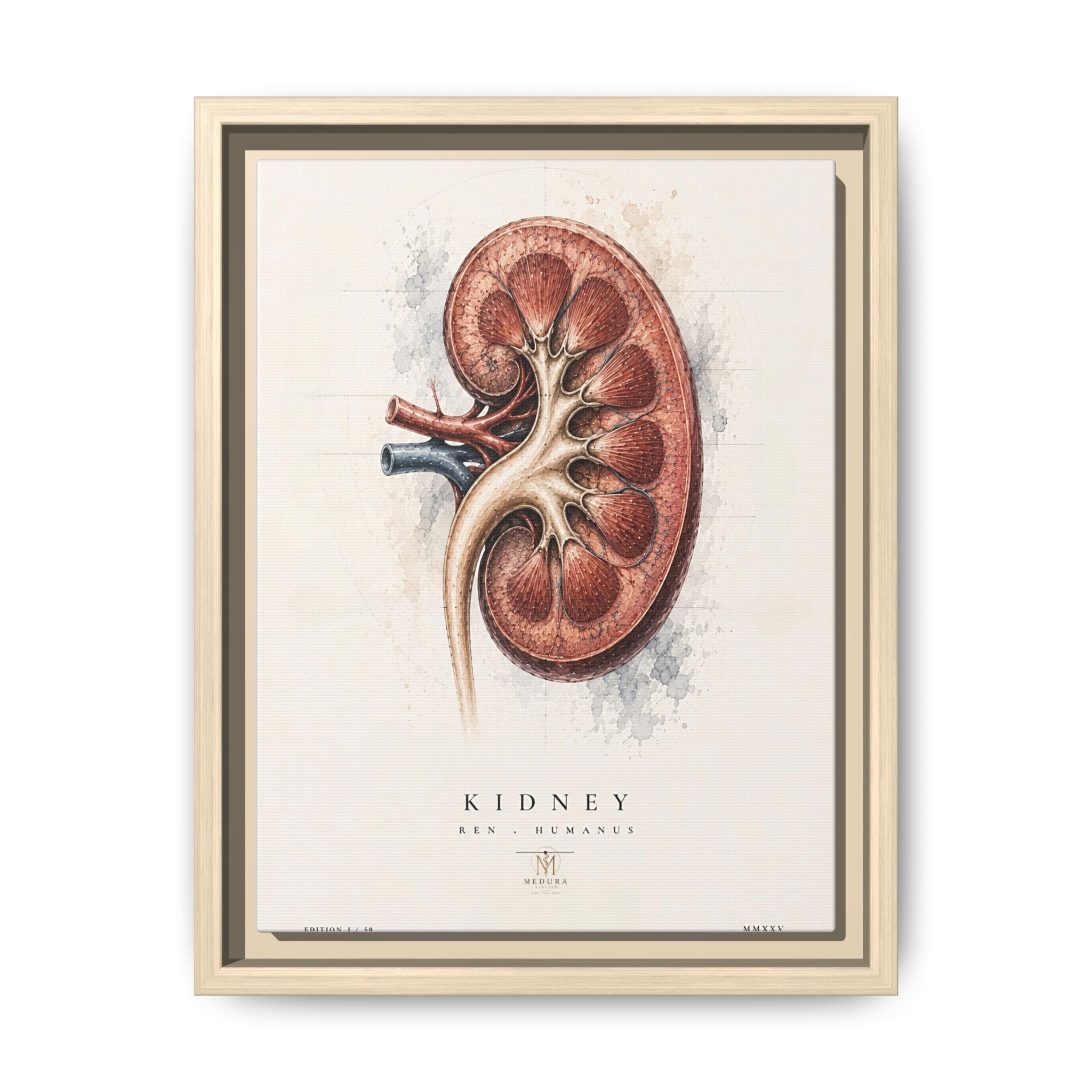 Anatomical Kidney Wall Art | Luxury Nephrology Canvas Print | Museum-Inspired Fine Art