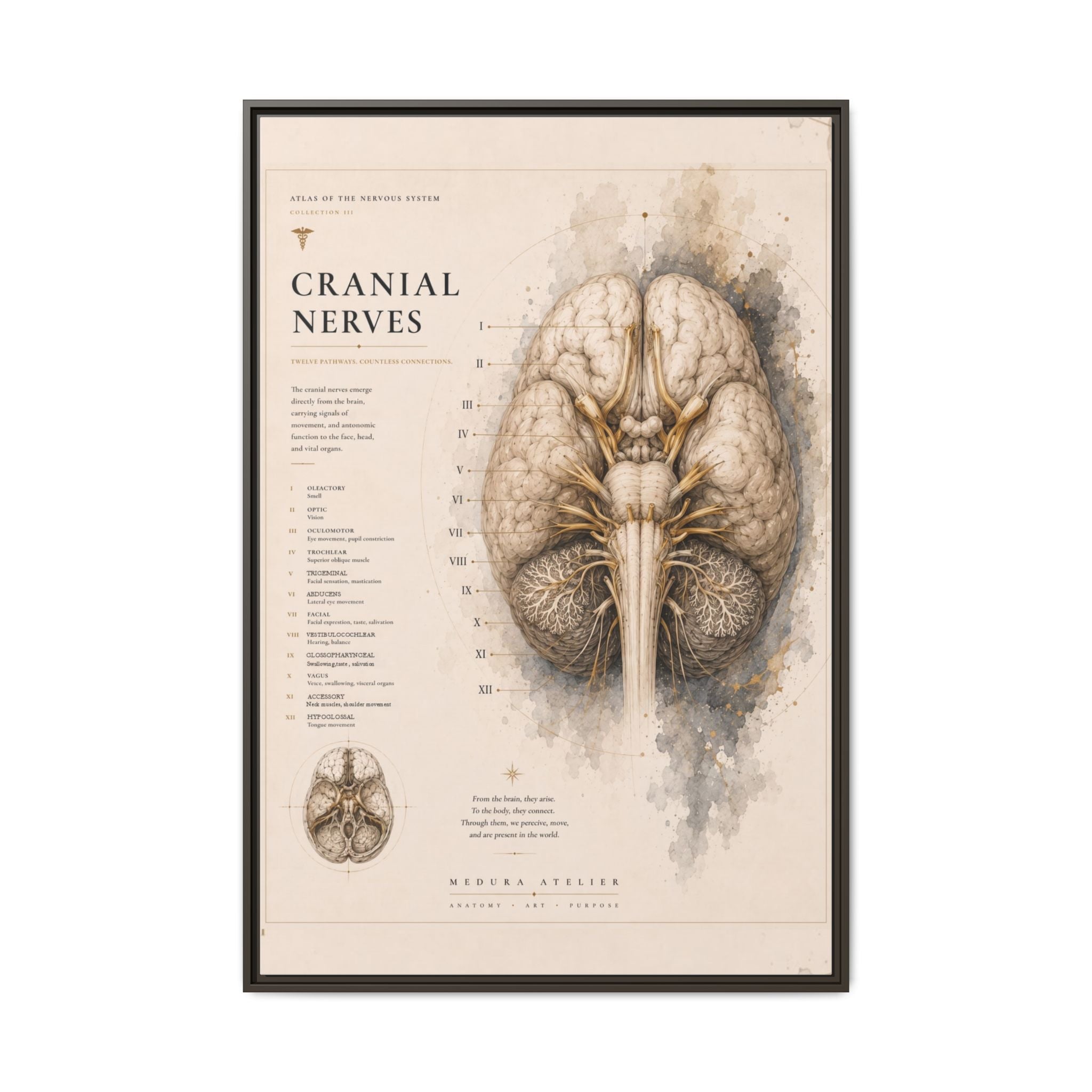White Matter Brain Wall Art | Luxury Neuroscience Canvas Print | Museum-Inspired Fine Art
