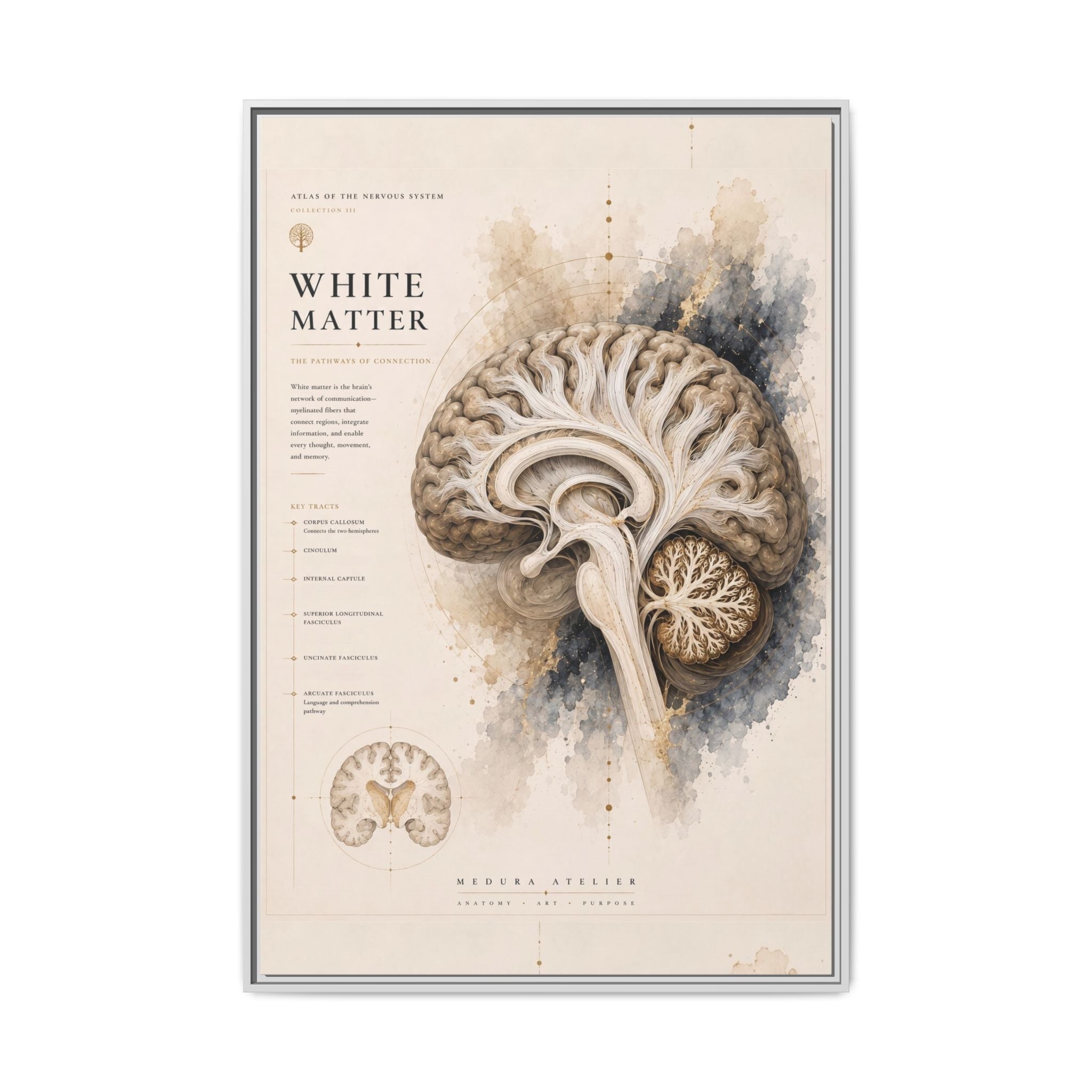 White Matter Brain Wall Art | Luxury Neuroscience Canvas Print | Museum-Inspired Fine Art